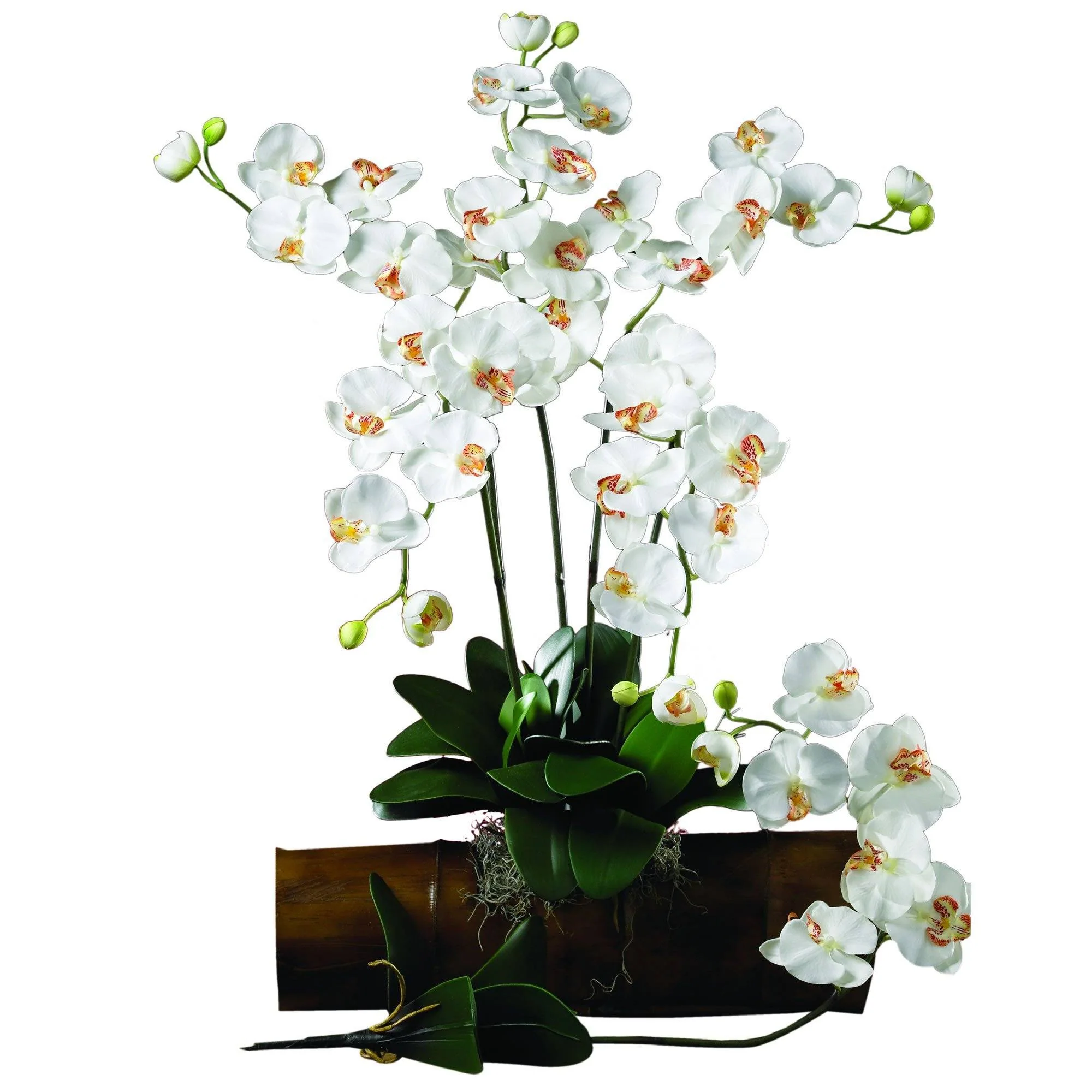 Phalaenopsis Stem (Set of 12) - Image 4