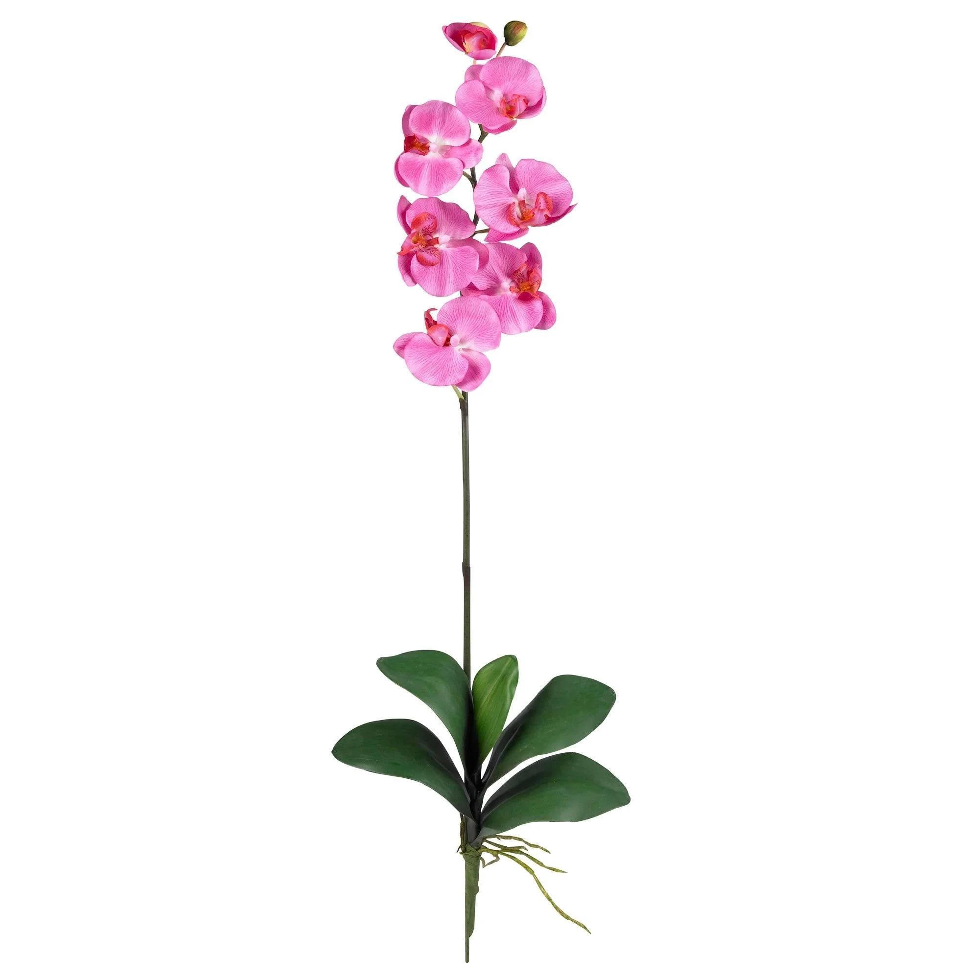 Phalaenopsis Stem (Set of 12) - Image 5