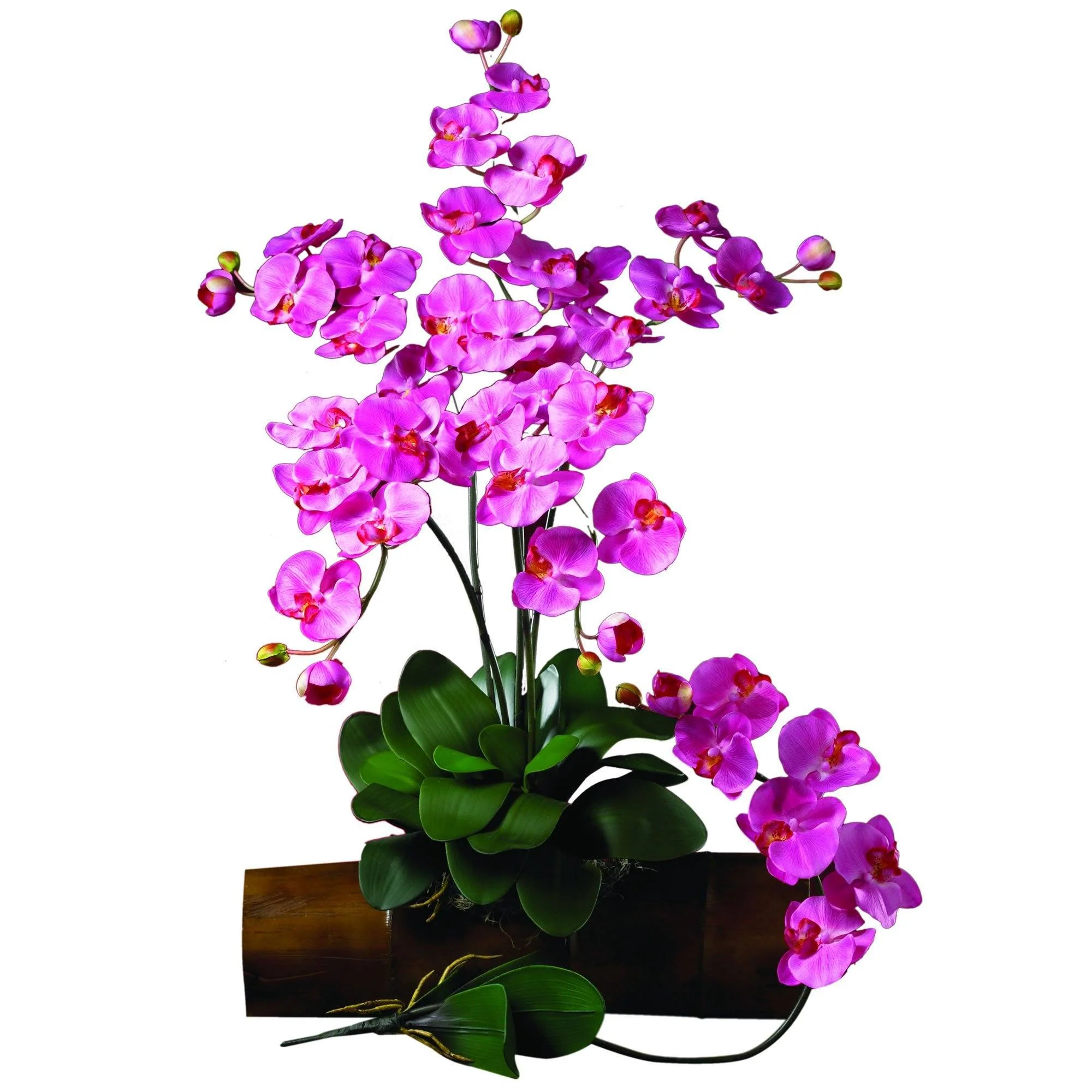 Phalaenopsis Stem (Set of 12) - Image 6
