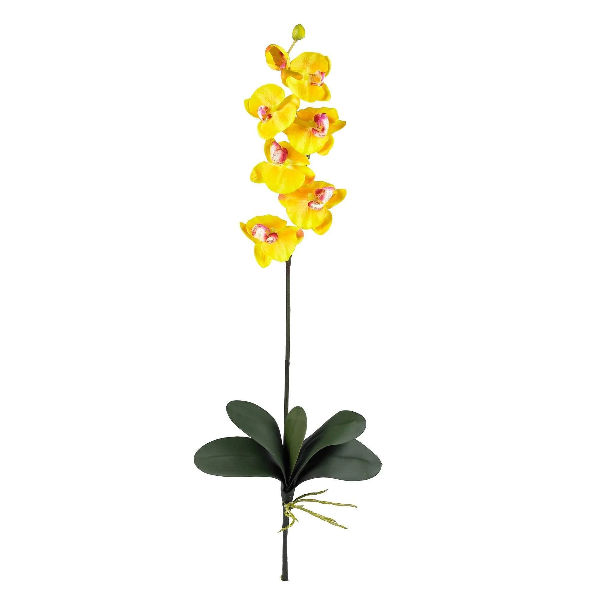 Phalaenopsis Stem (Set of 12) - Image 7