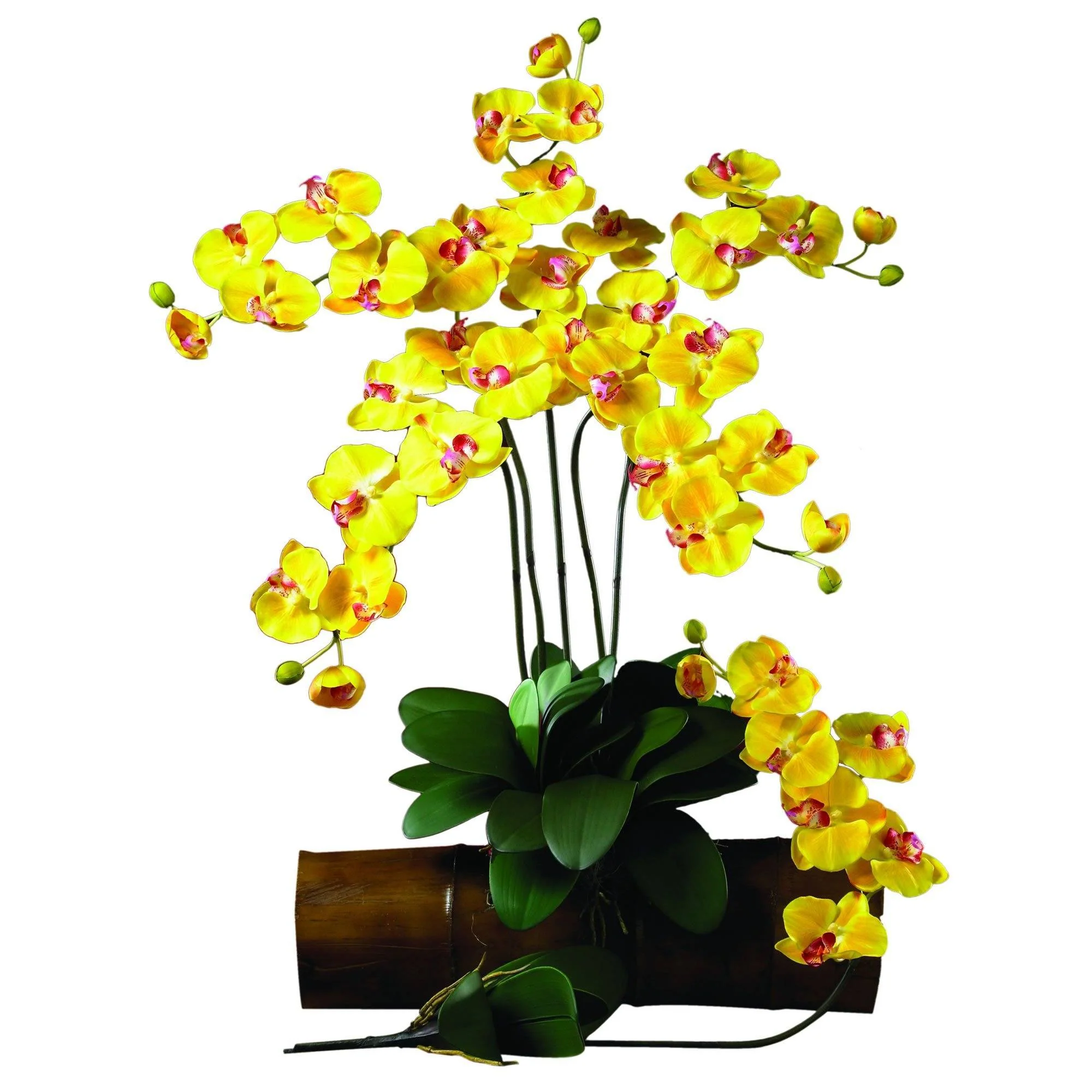 Phalaenopsis Stem (Set of 12) - Image 8