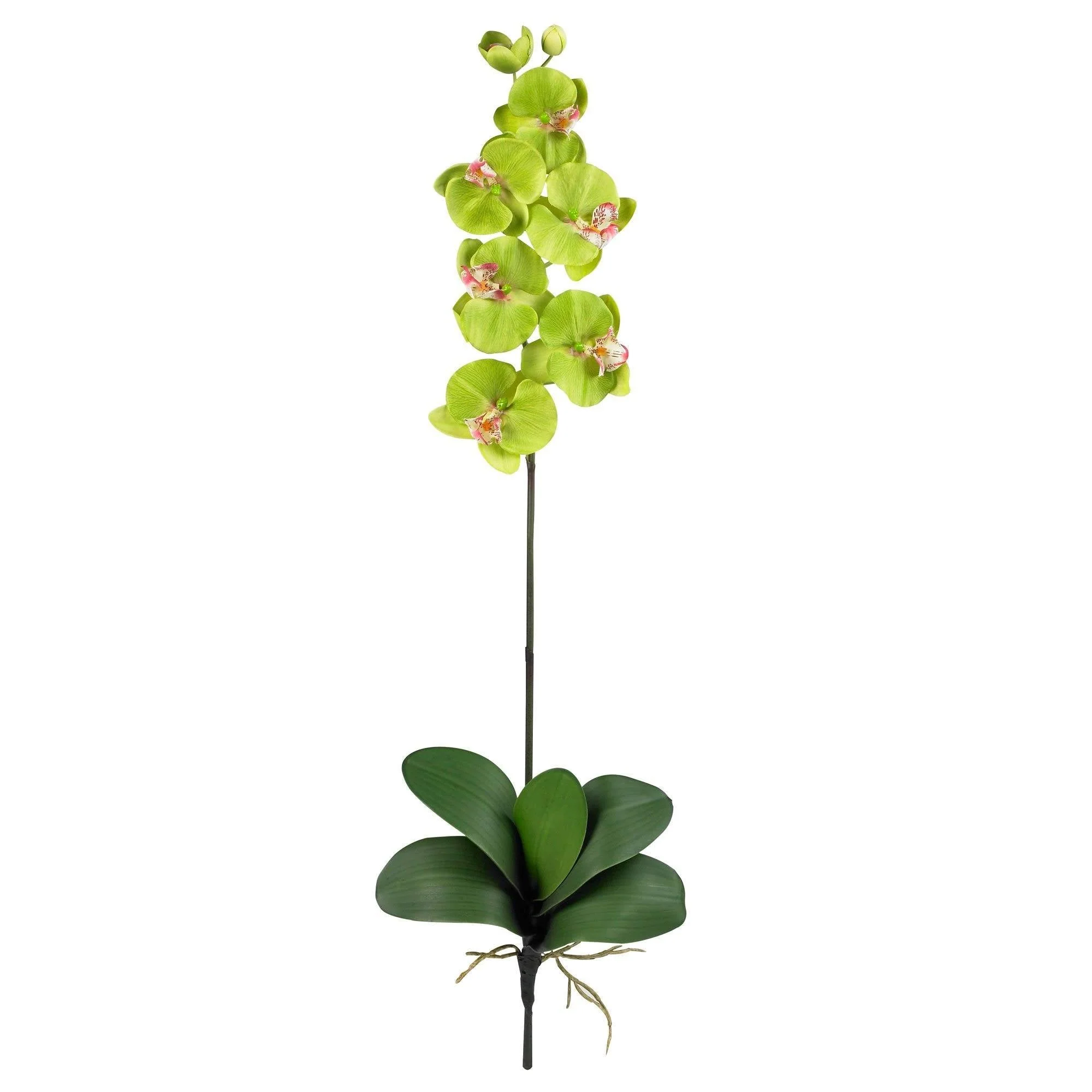 Phalaenopsis Stem (Set of 12) - Image 9