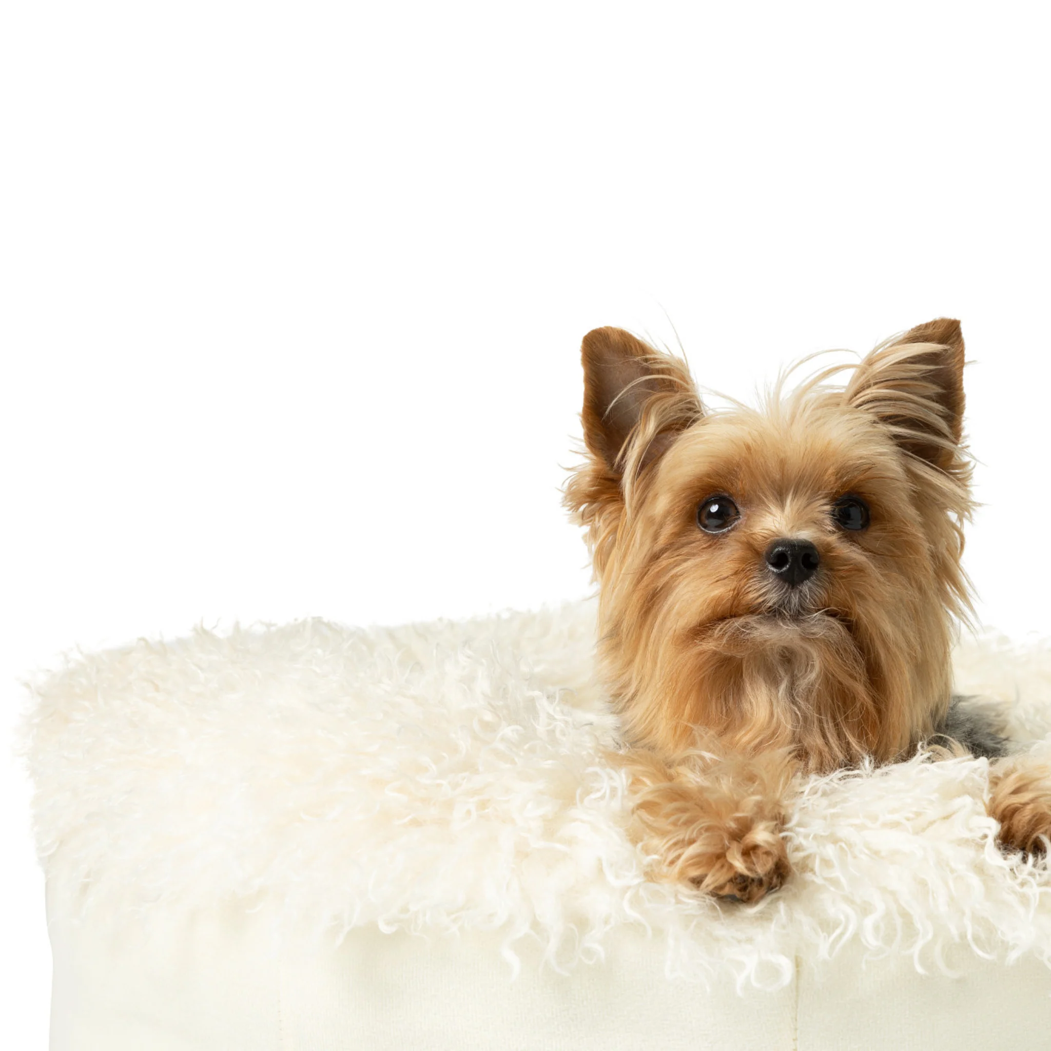 PupPouf™ Luxe Faux Fur Donut Dog Bed - Plush Sheep Ivory - Image 3