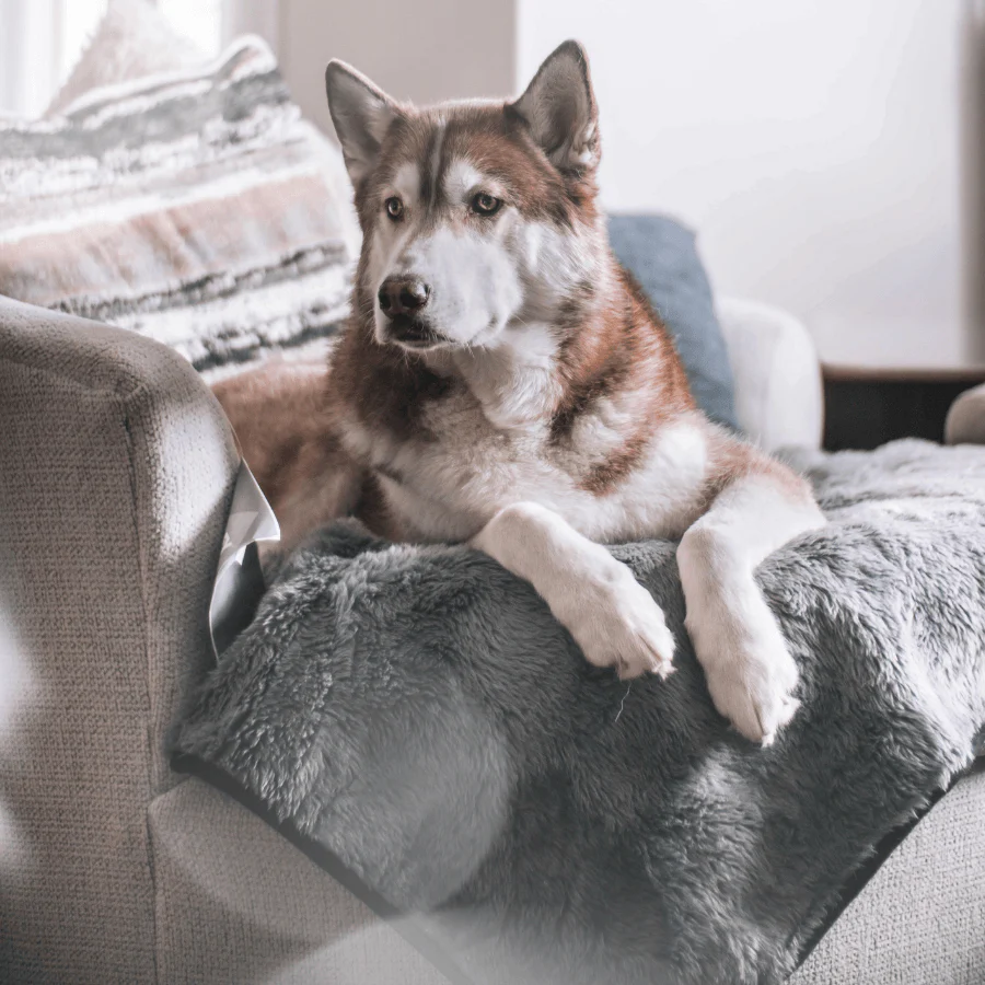 PupProtector™ Short Fur Waterproof Throw Blanket - Charcoal Grey - Image 10