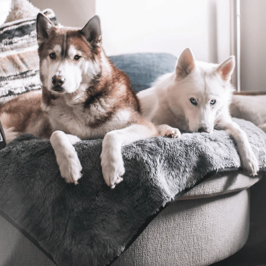 PupProtector™ Short Fur Waterproof Throw Blanket - Charcoal Grey - Image 3