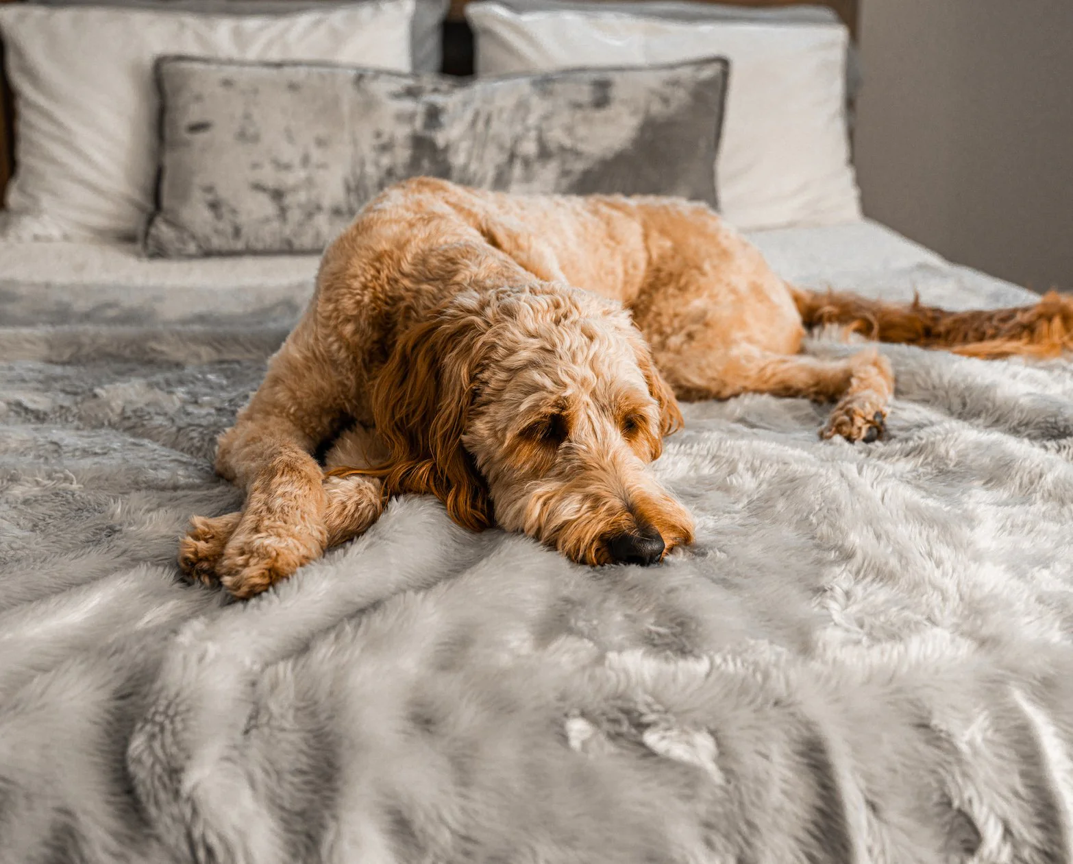 PupProtector™ Short Fur Waterproof Throw Blanket - Grey - Image 12