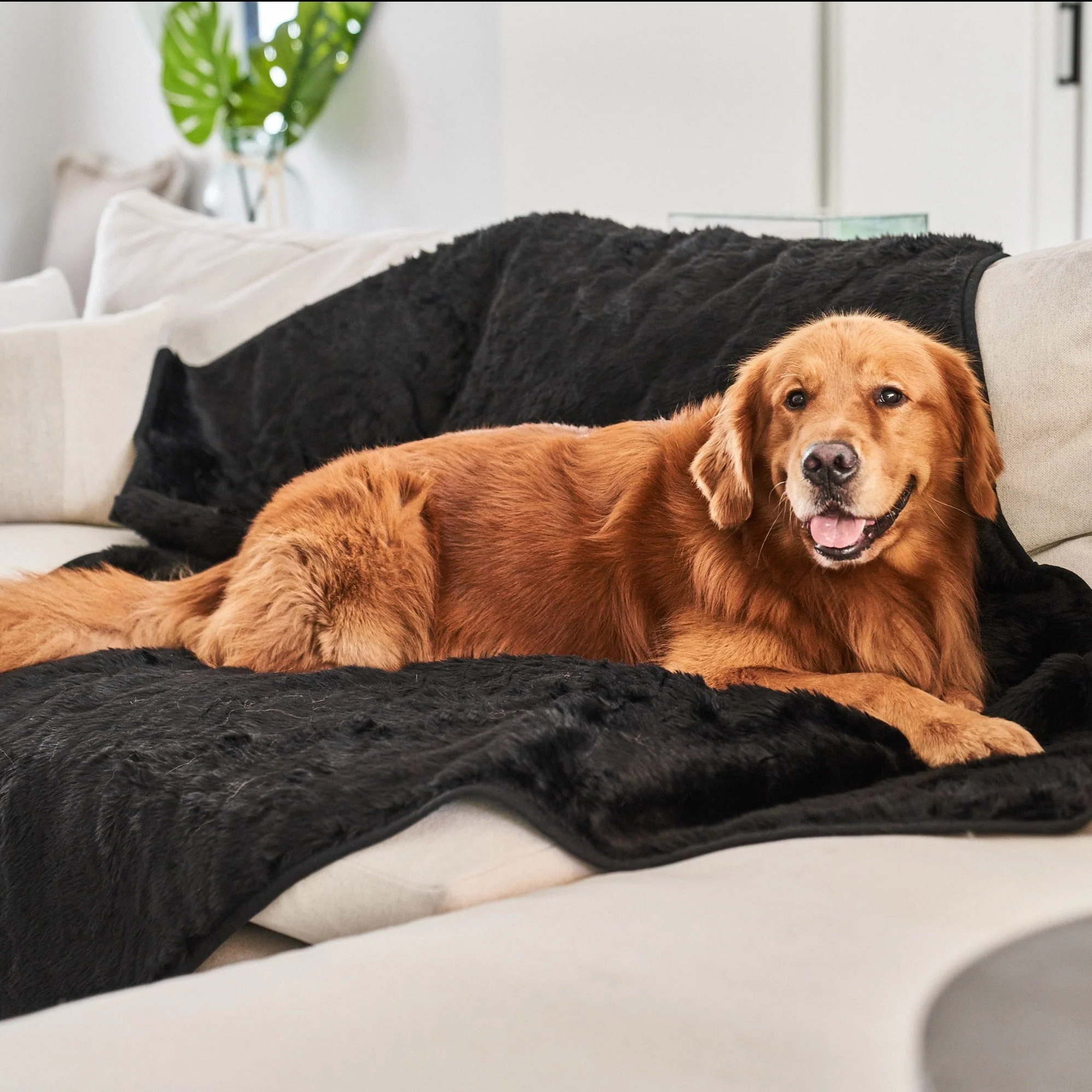 PupProtector™ Short Fur Waterproof Throw Blanket - Midnight Black - Image 2
