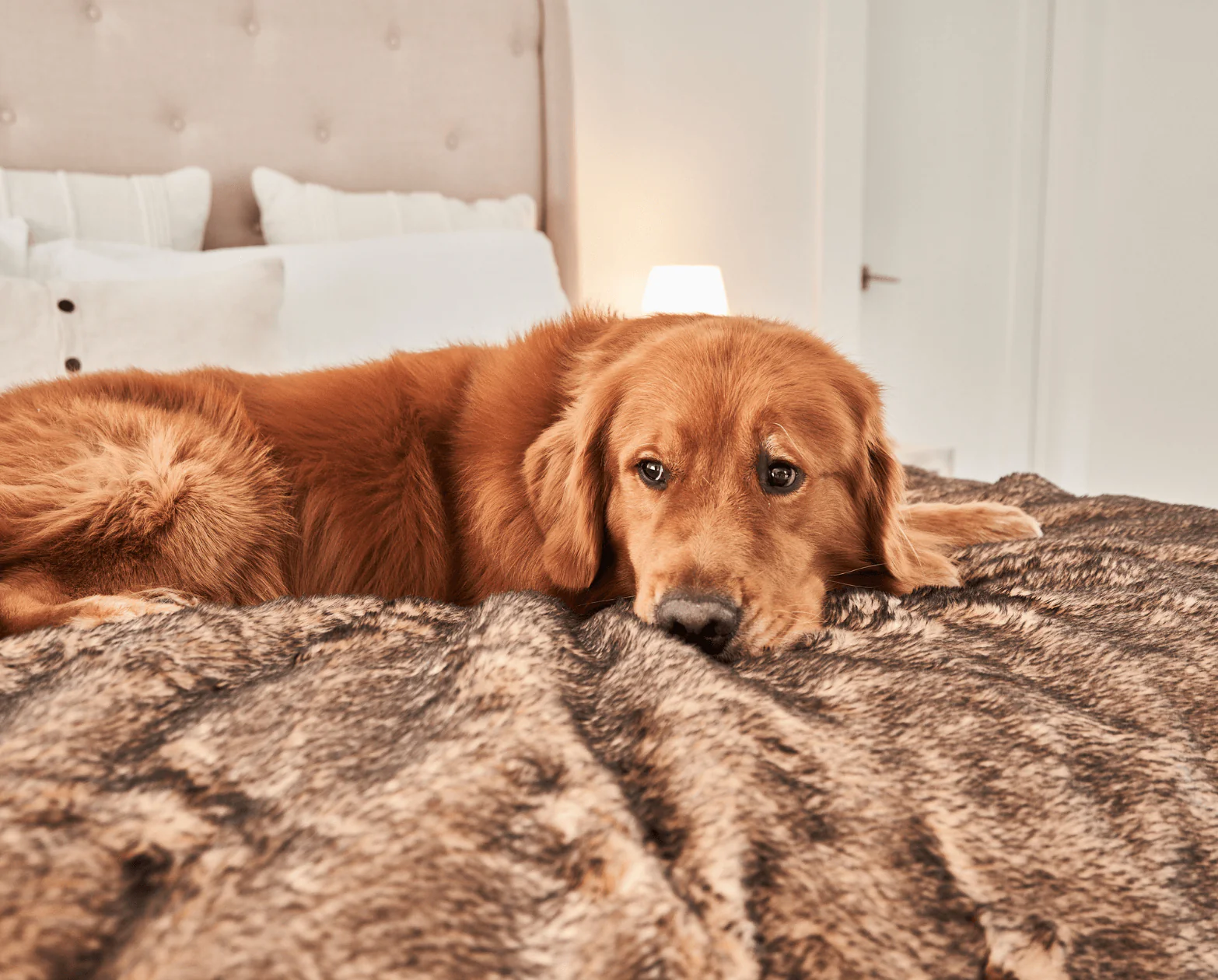 PupProtector™ Short Fur Waterproof Throw Blanket - Sable Tan - Image 9