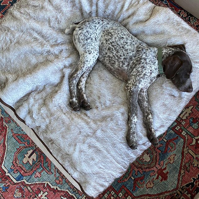 PupProtector™ Short Fur Waterproof Throw Blanket - White with Brown Accents - Image 7
