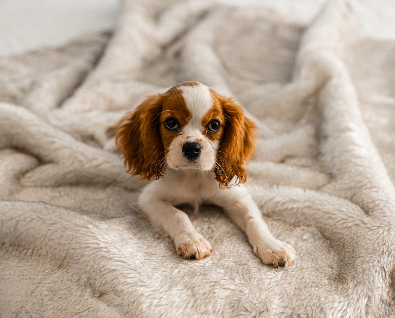 PupProtector™ Short Fur Waterproof Throw Blanket - White with Brown Accents - Image 8