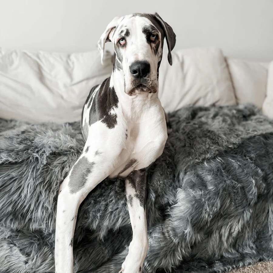 PupProtector™ Waterproof Throw Blanket - Charcoal Grey - Image 10
