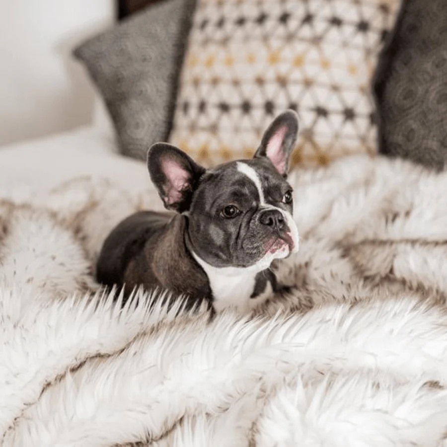PupProtector™ Waterproof Throw Blanket - White with Brown Accents - Image 15