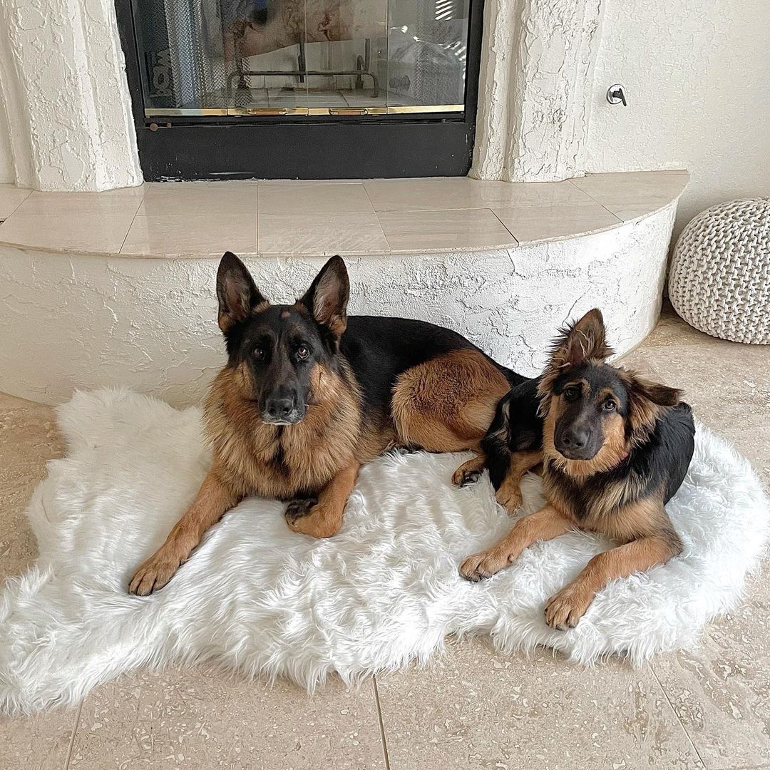PupRug by Paw.com® Faux Fur Orthopedic Dog Bed - Curve Polar White - Image 9