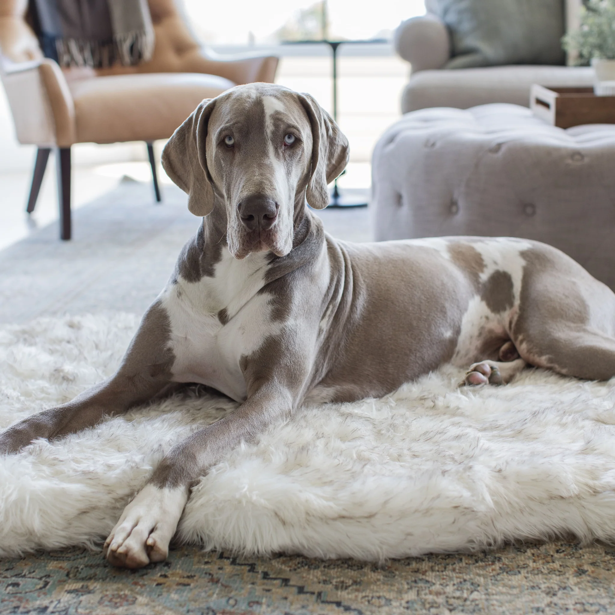 PupRug by Paw.com® Faux Fur Orthopedic Dog Bed - Curve White with Brown Accents - Image 10