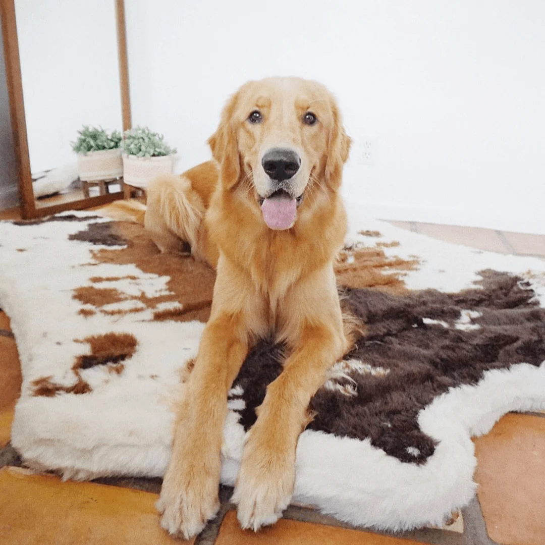 PupRug® Animal Print Memory Foam Dog Bed - Brown Faux Cowhide - Image 10