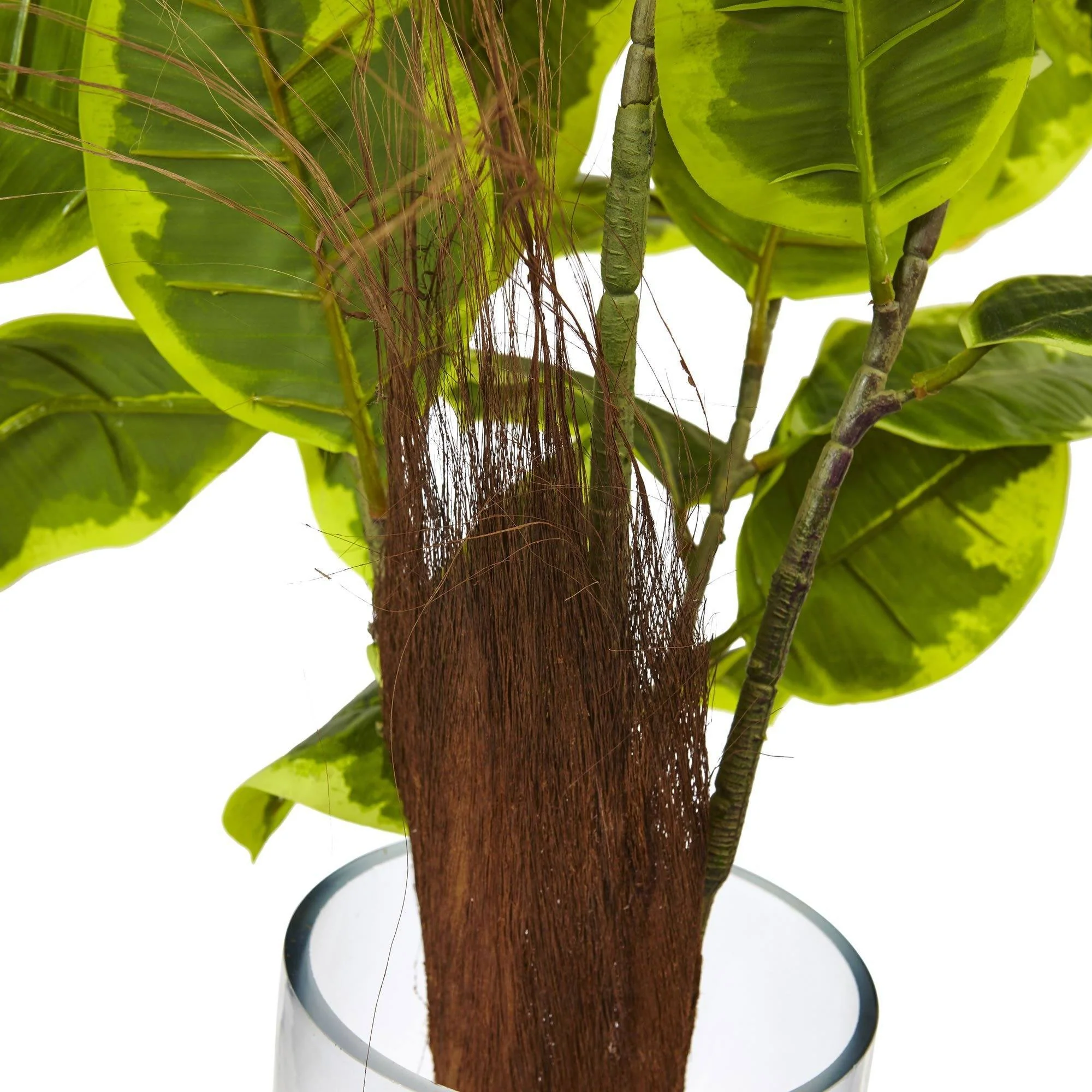 Rubber Plant in Glass Cylinder - Image 2
