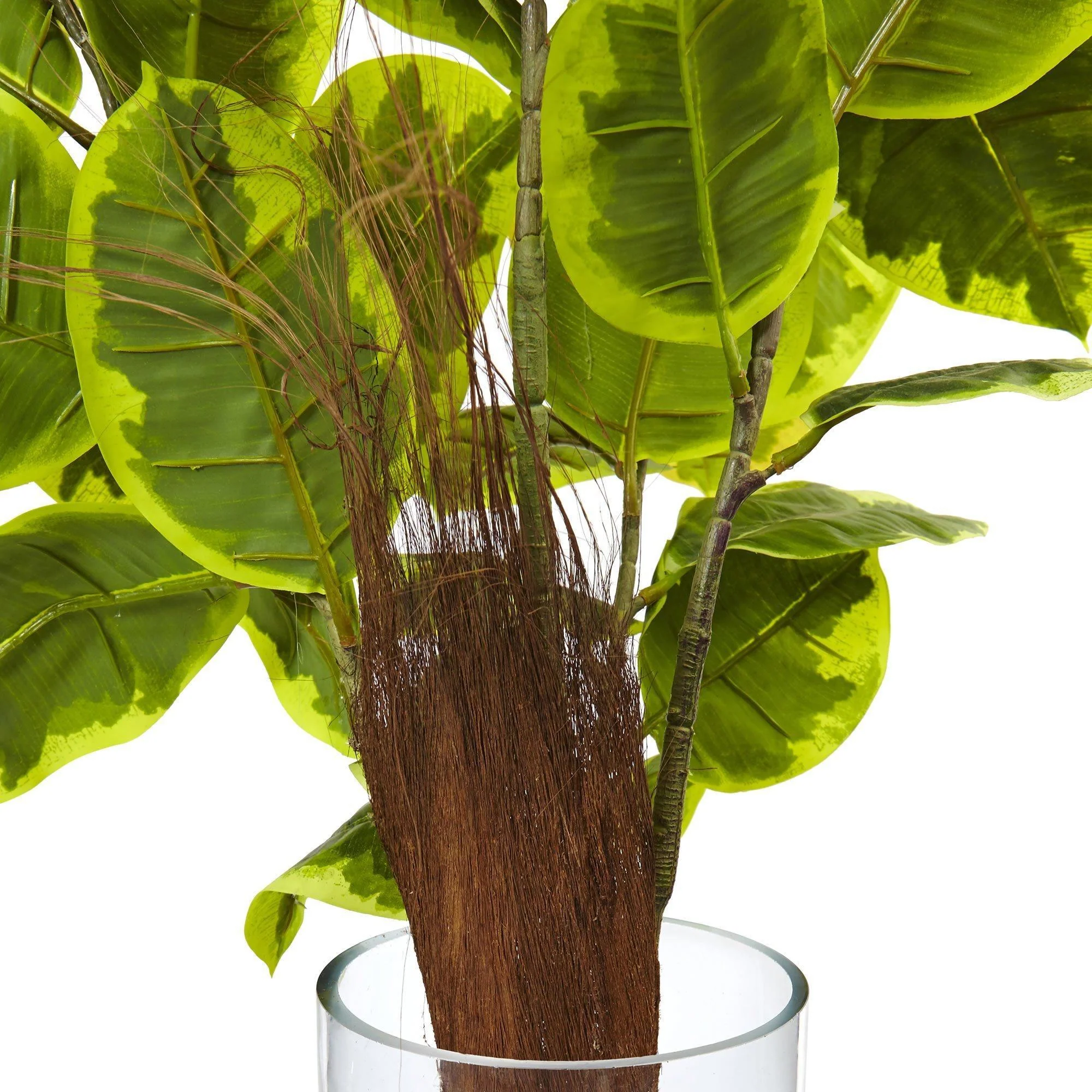 Rubber Plant in Glass Cylinder - Image 3