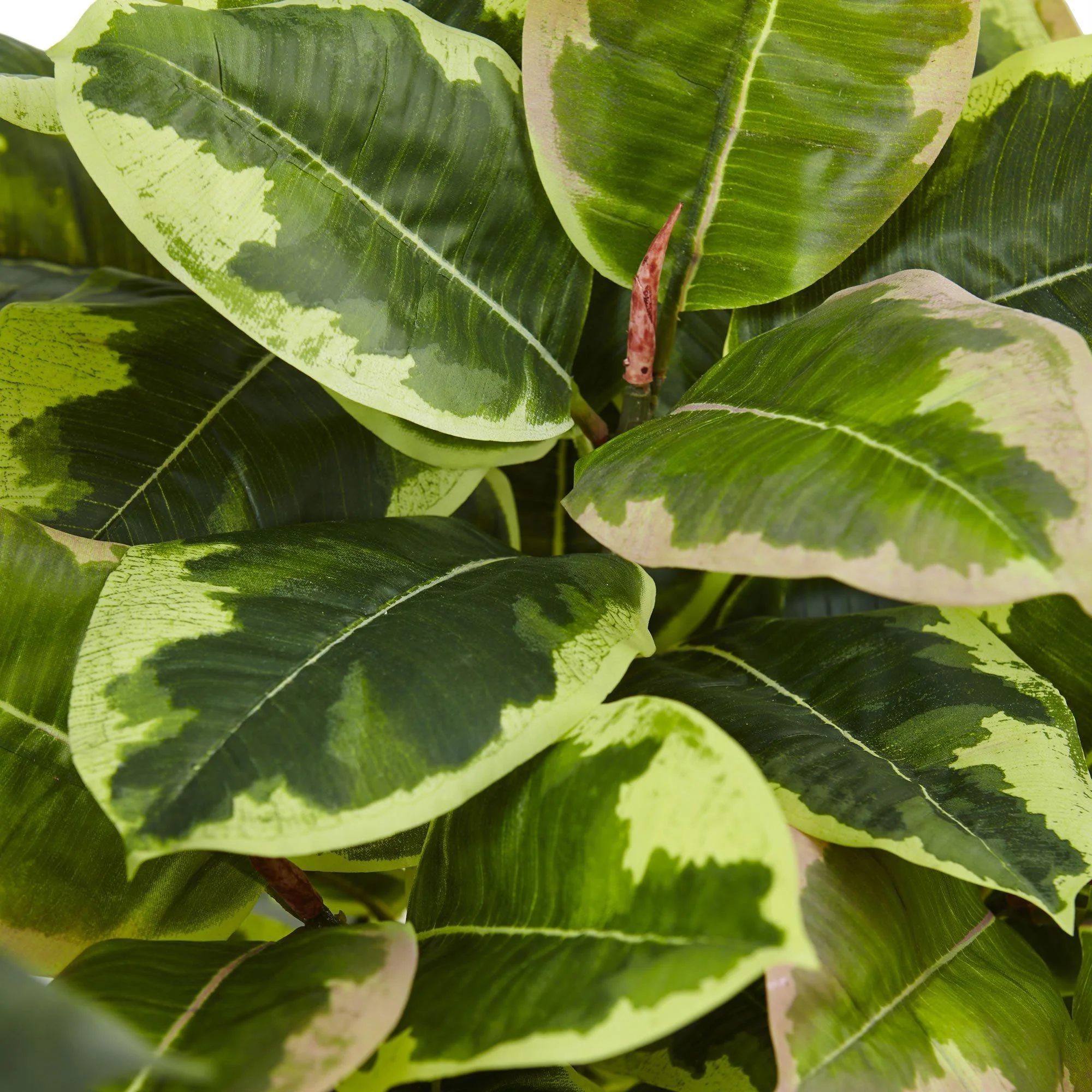 Rubber Plant in Glossy Cylinder (Real Touch) - Image 2