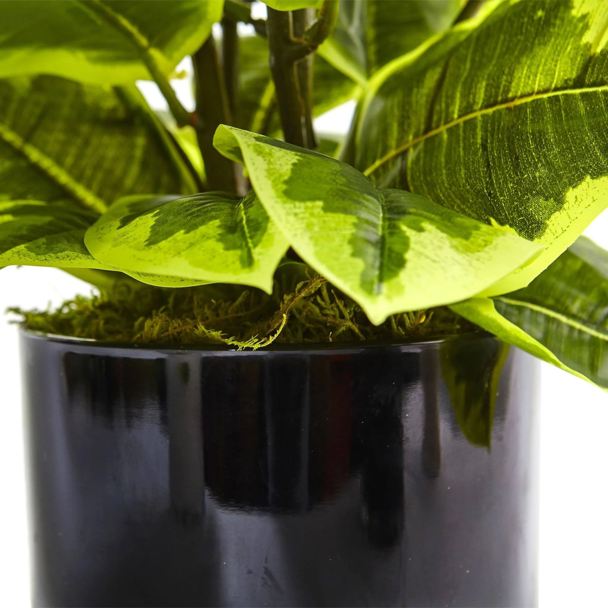 Rubber Plant in Glossy Cylinder (Real Touch) - Image 3