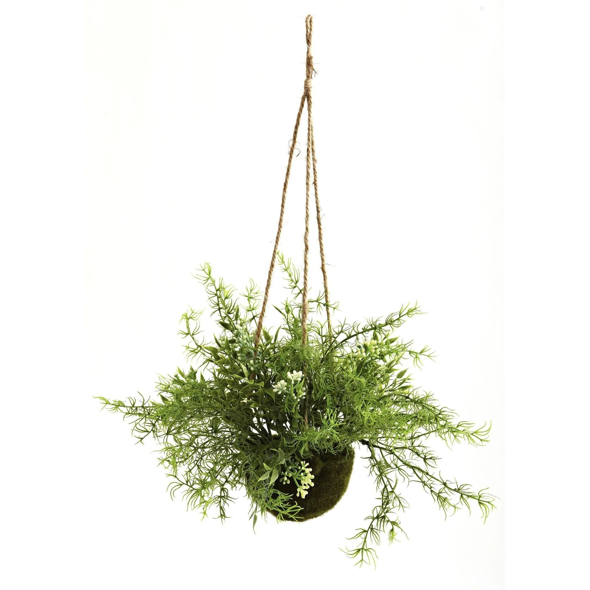 Ruscus, Sedum & Springeri Hanging Basket (Set of 3) - Image 2