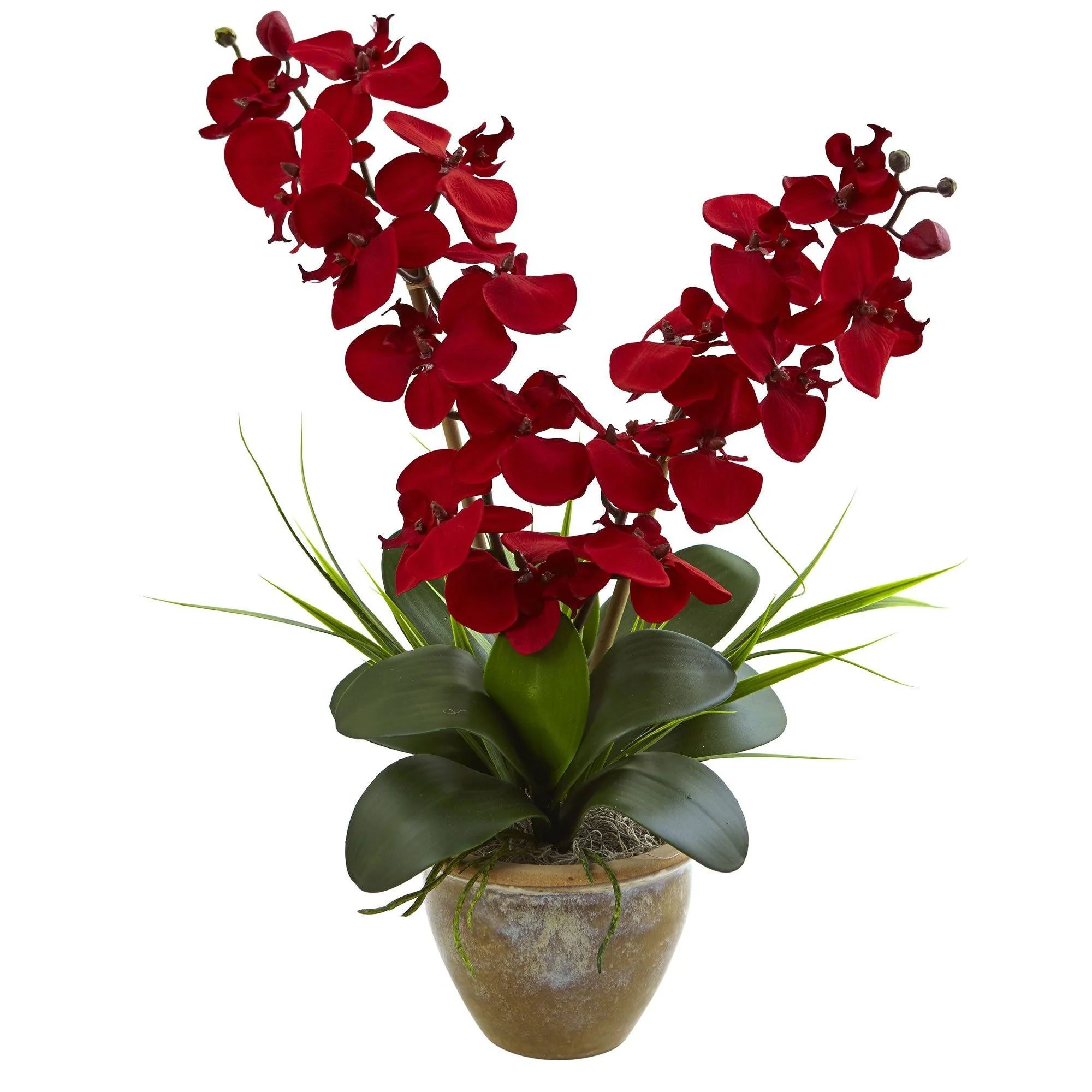 Seasonal Double Phalaenopsis Orchid Arrangement - Image 2