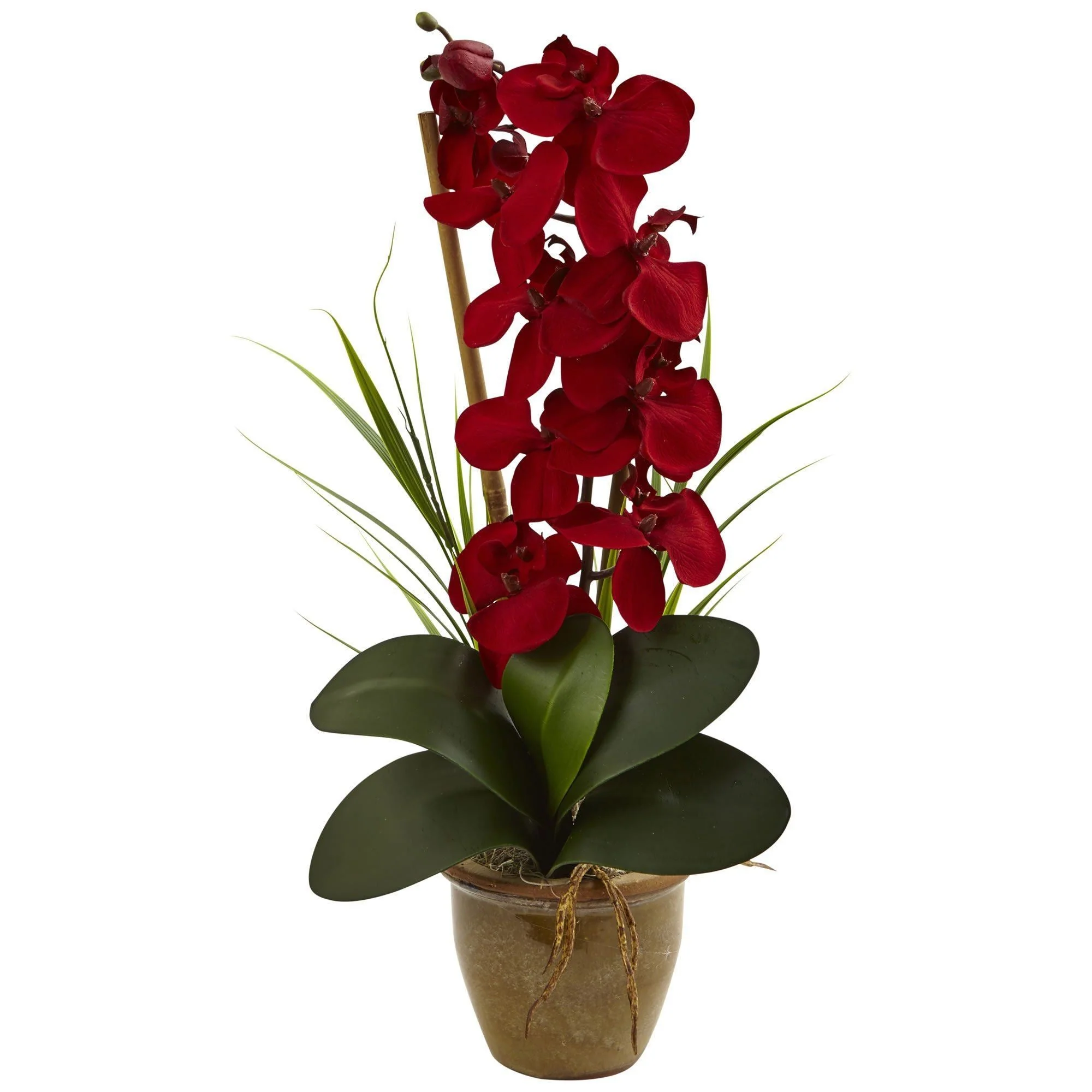 Seasonal Phalaenopsis Orchid Arrangement - Image 2