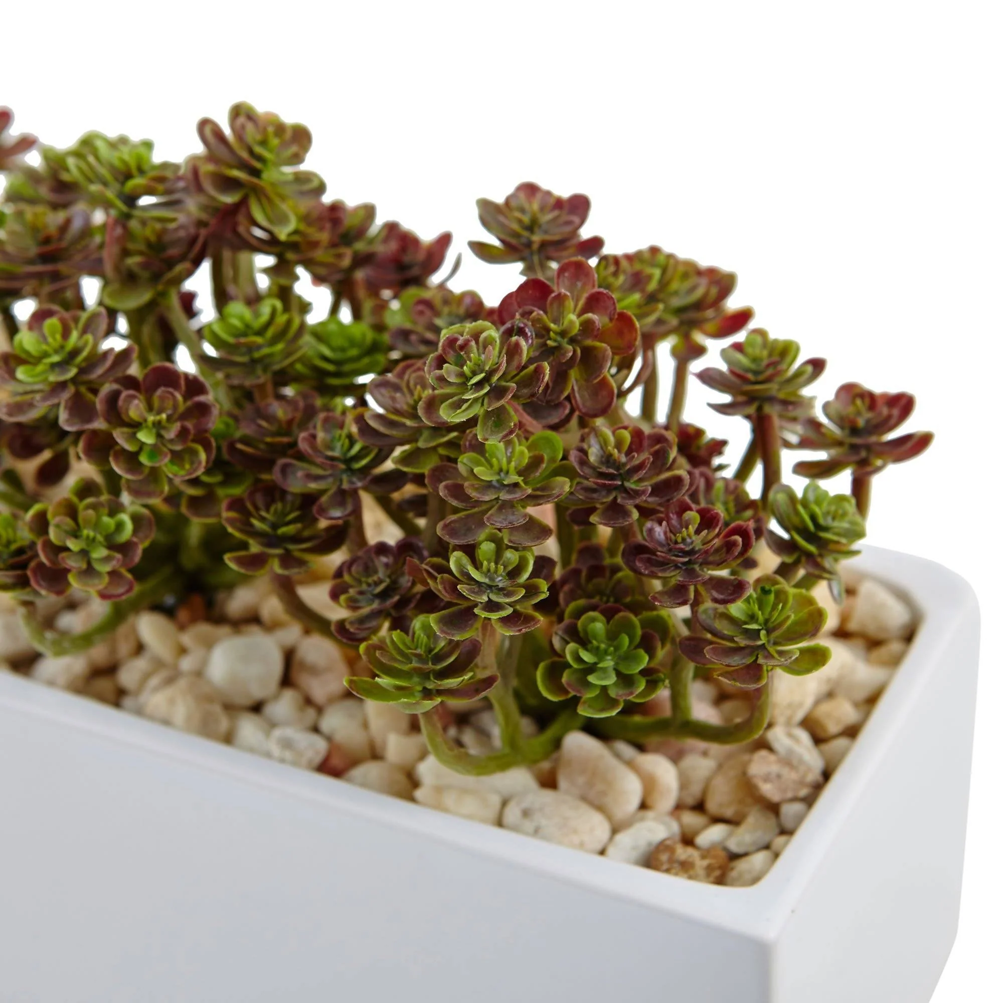 Sedum in Rectangular Planter - Image 2