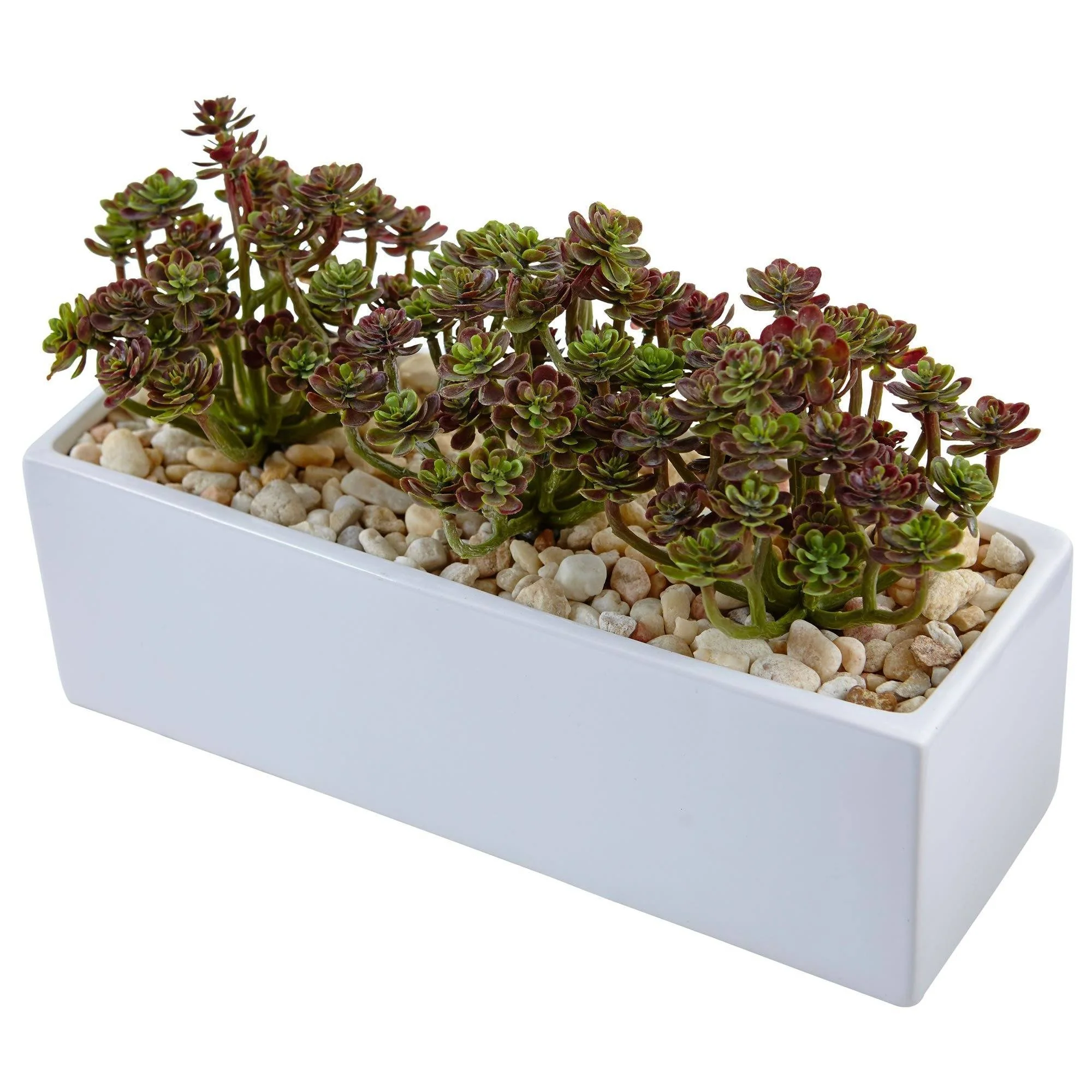 Sedum in Rectangular Planter - Image 3