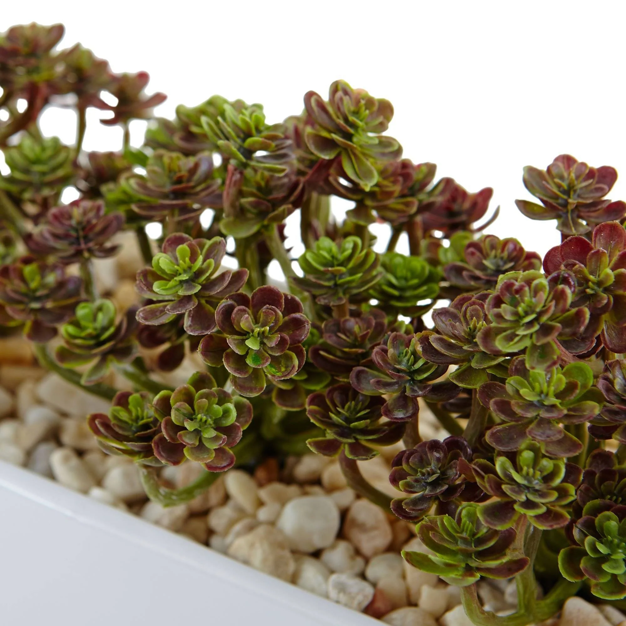 Sedum in Rectangular Planter - Image 4
