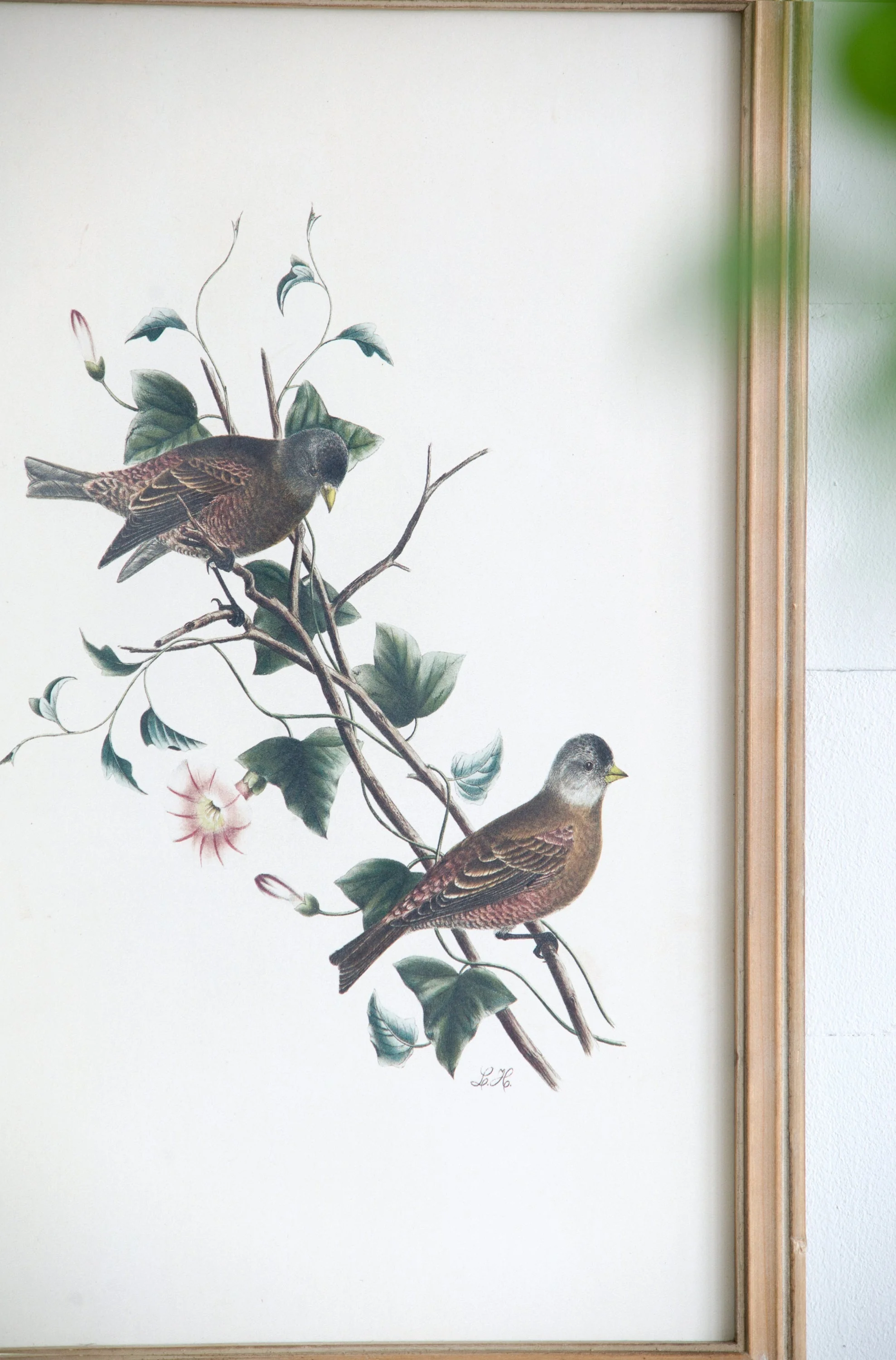 Set of 4 Bird Framed Prints - Image 10