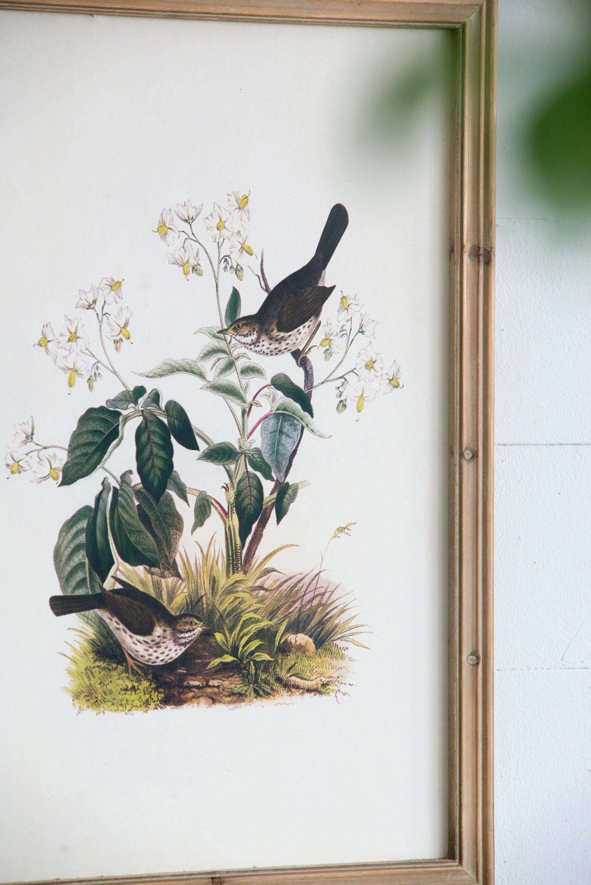 Set of 4 Bird Framed Prints - Image 11