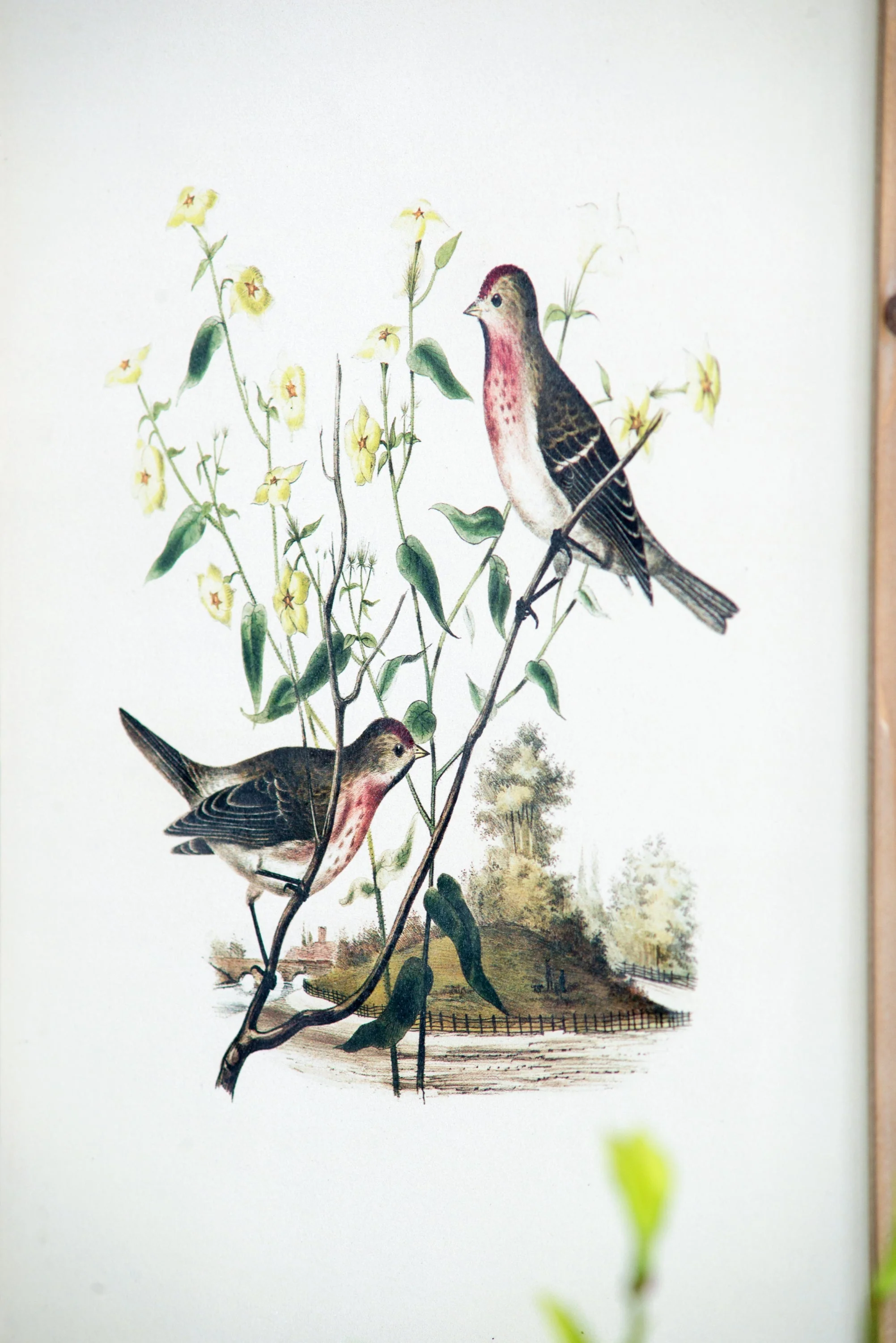 Set of 4 Bird Framed Prints - Image 12