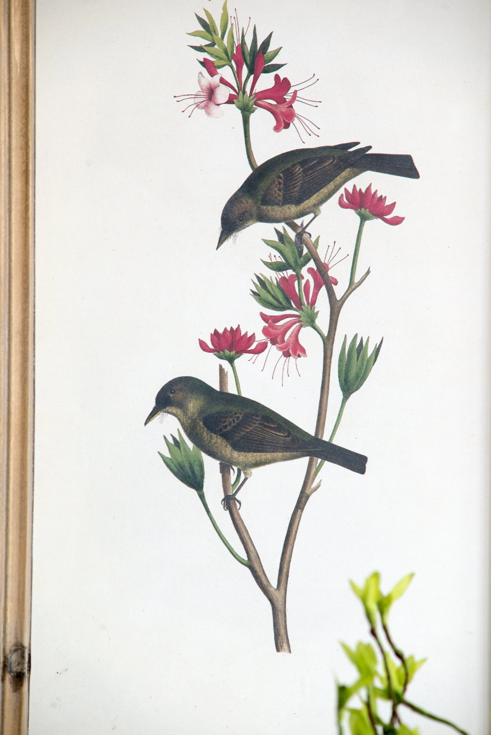 Set of 4 Bird Framed Prints - Image 13