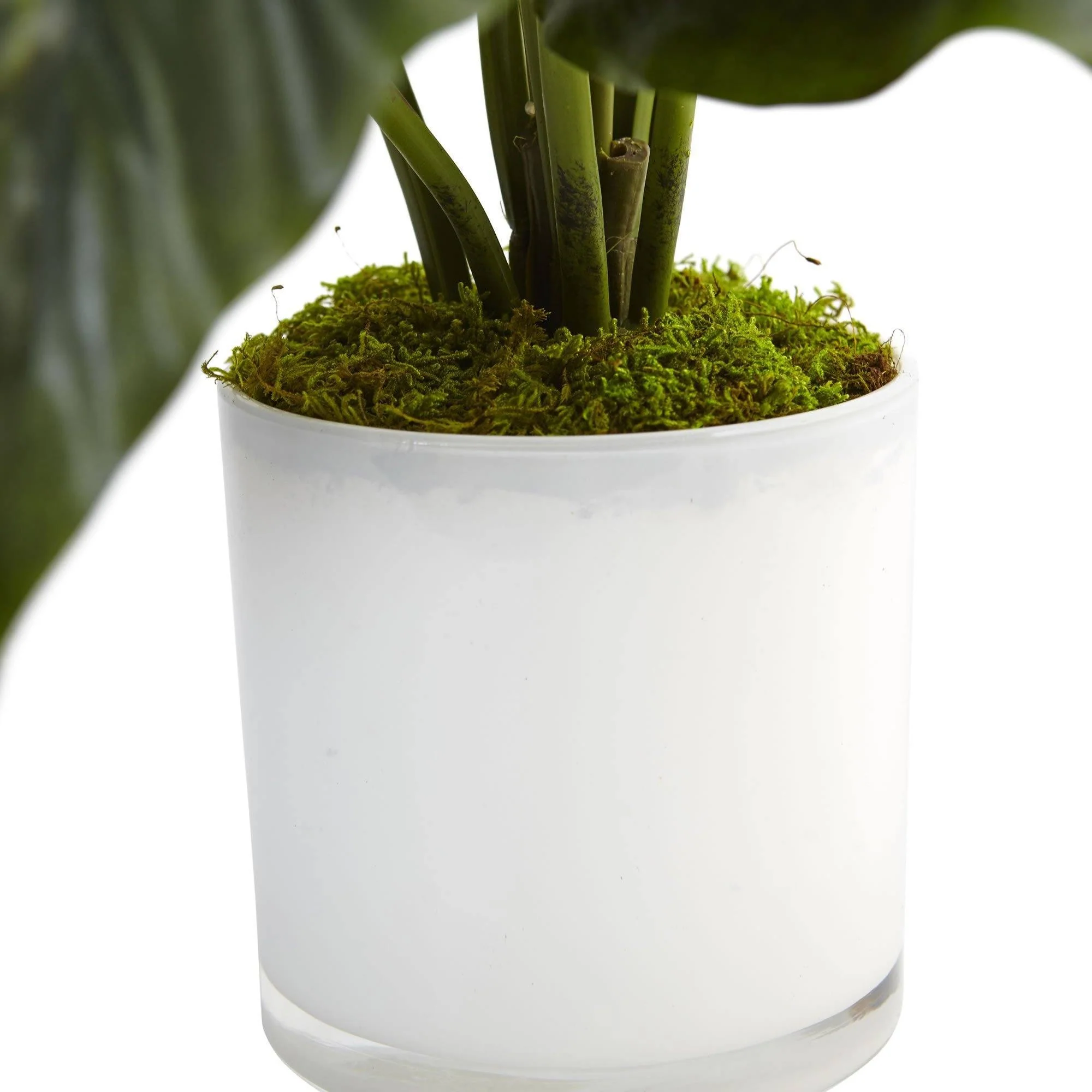 Spathifyllum in Glossy Glass Planter - Image 2