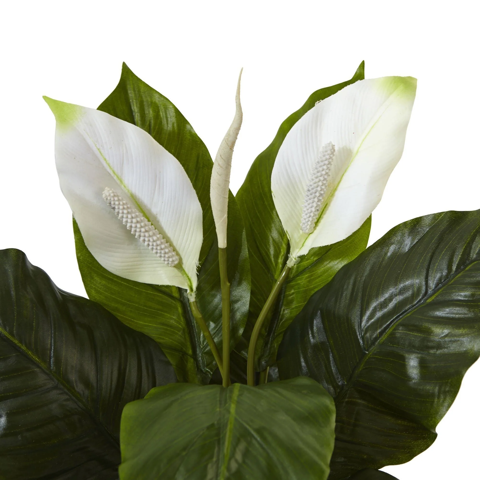 Spathifyllum in Glossy Glass Planter - Image 3