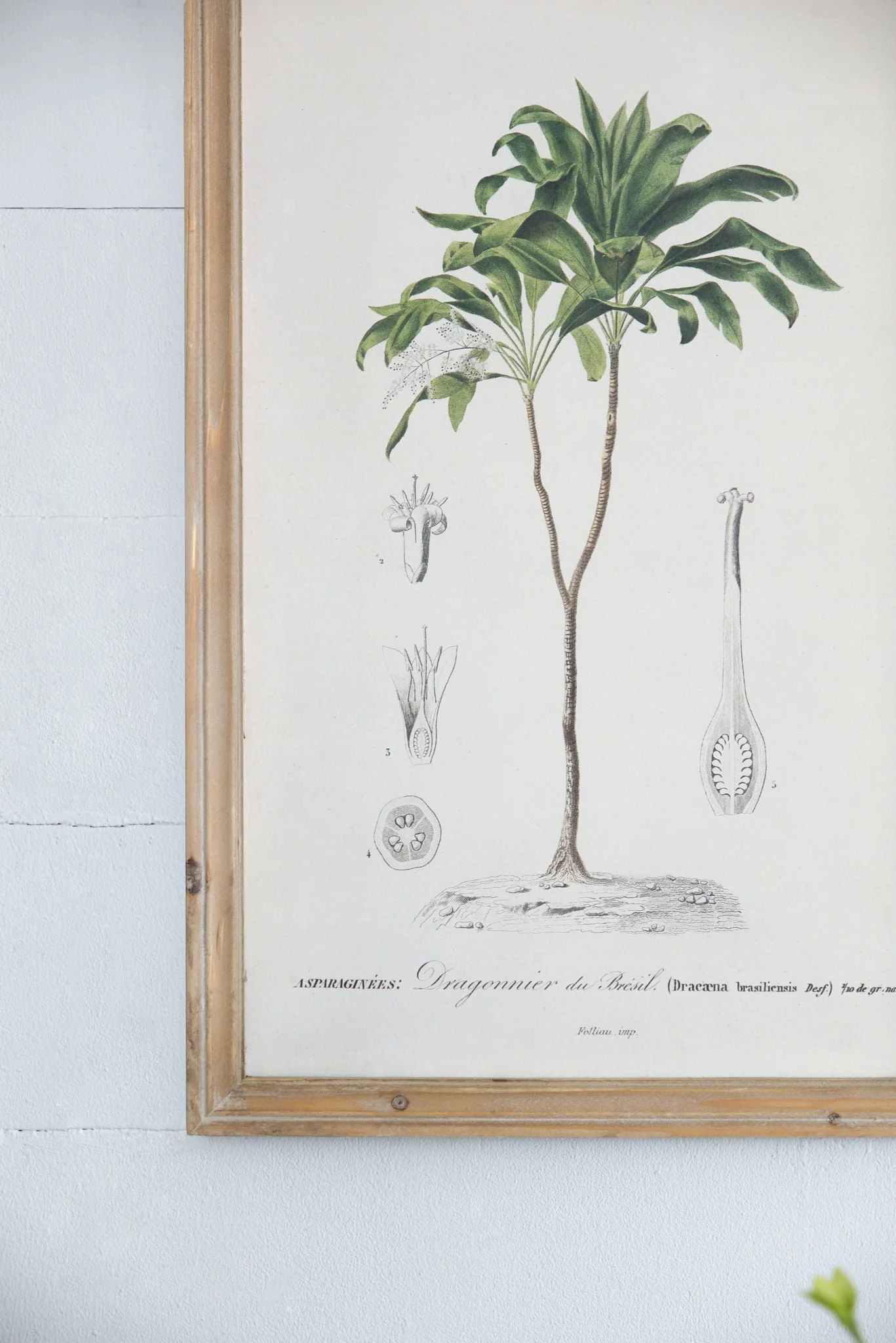 Tree Framed Print Set of 2 - Multicolor Botanical Wall Art - Image 7