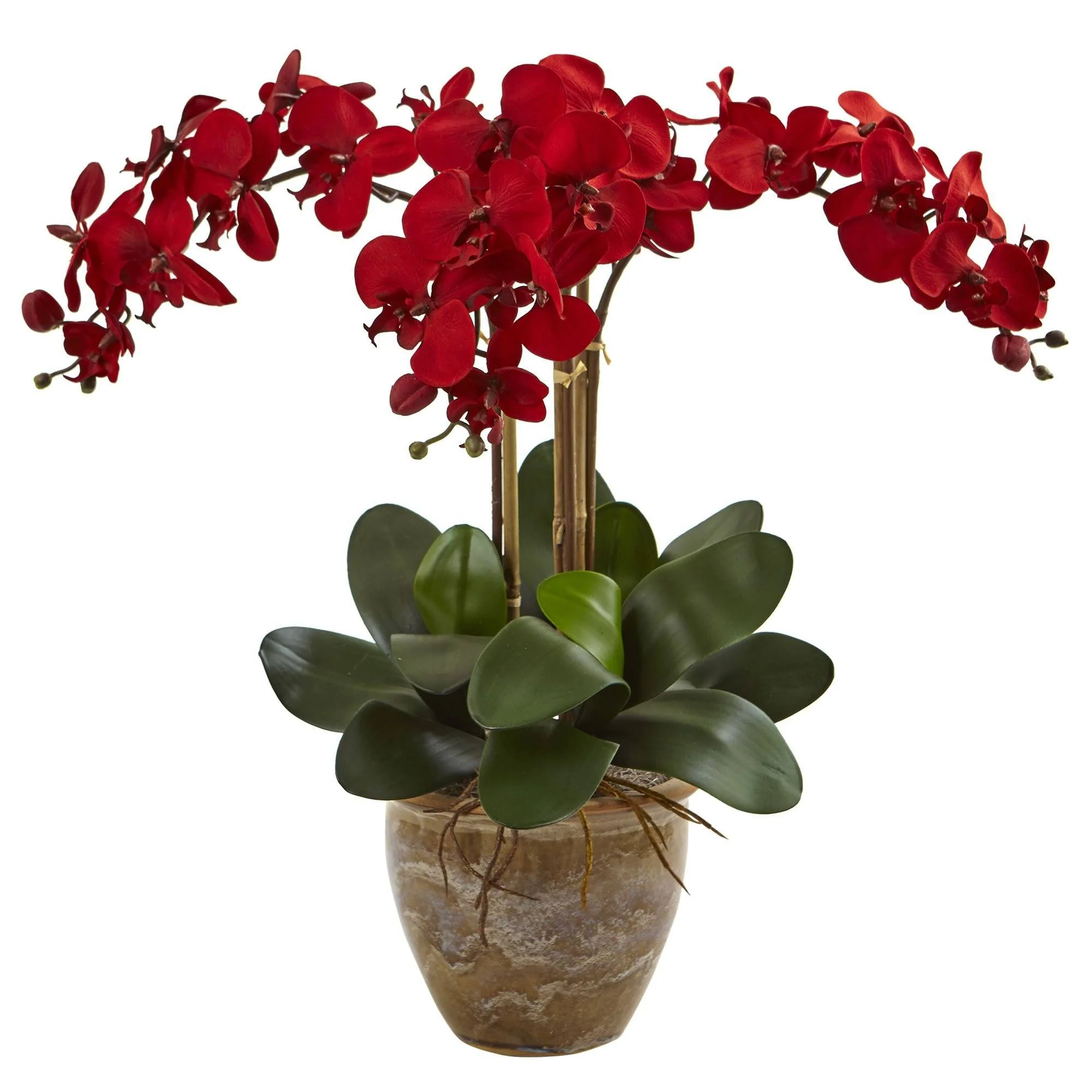 Triple Stem Phalaenopsis Arrangement Seasonal - Image 2