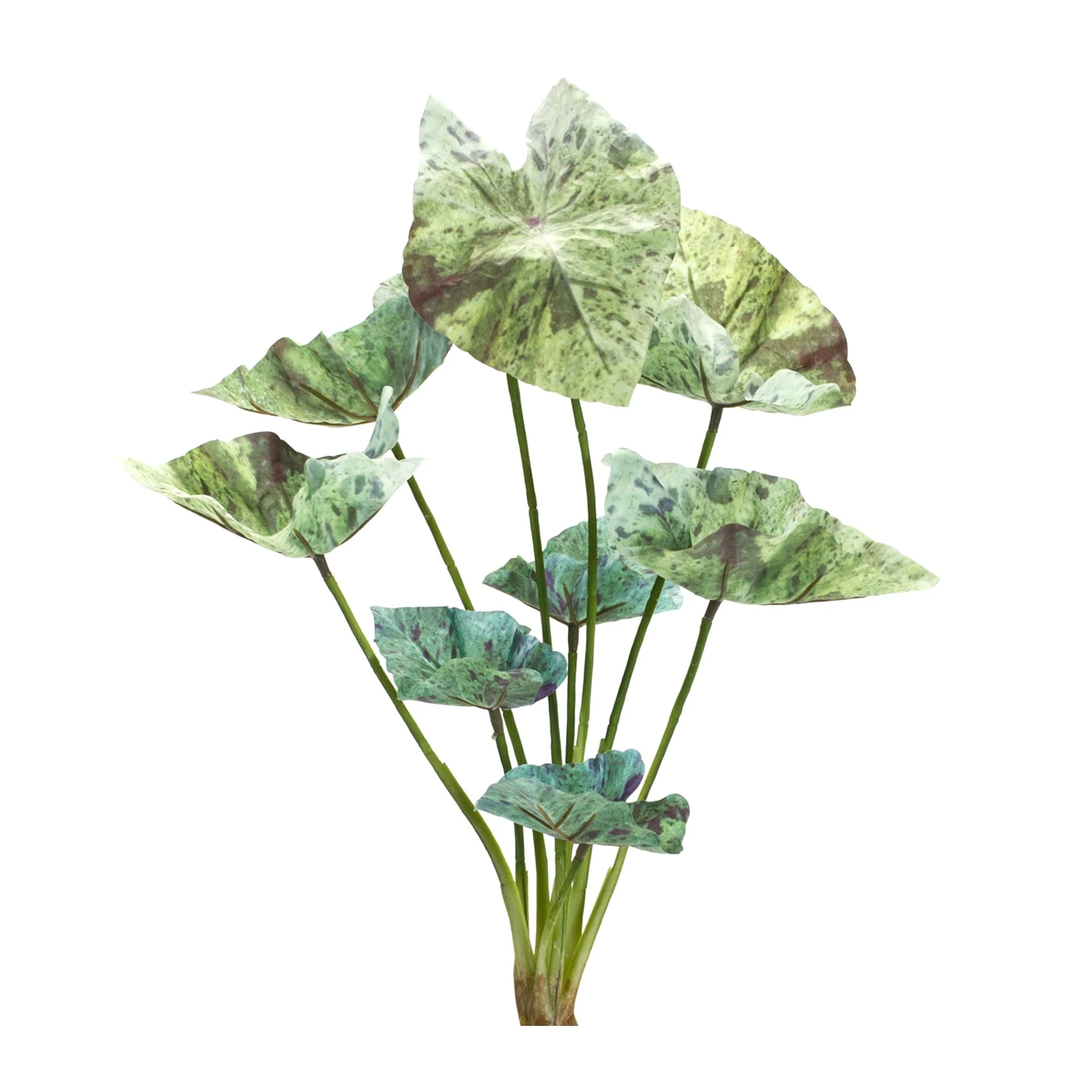 Varigated Caladium Foliage Bush (Set of 6) - Image 2
