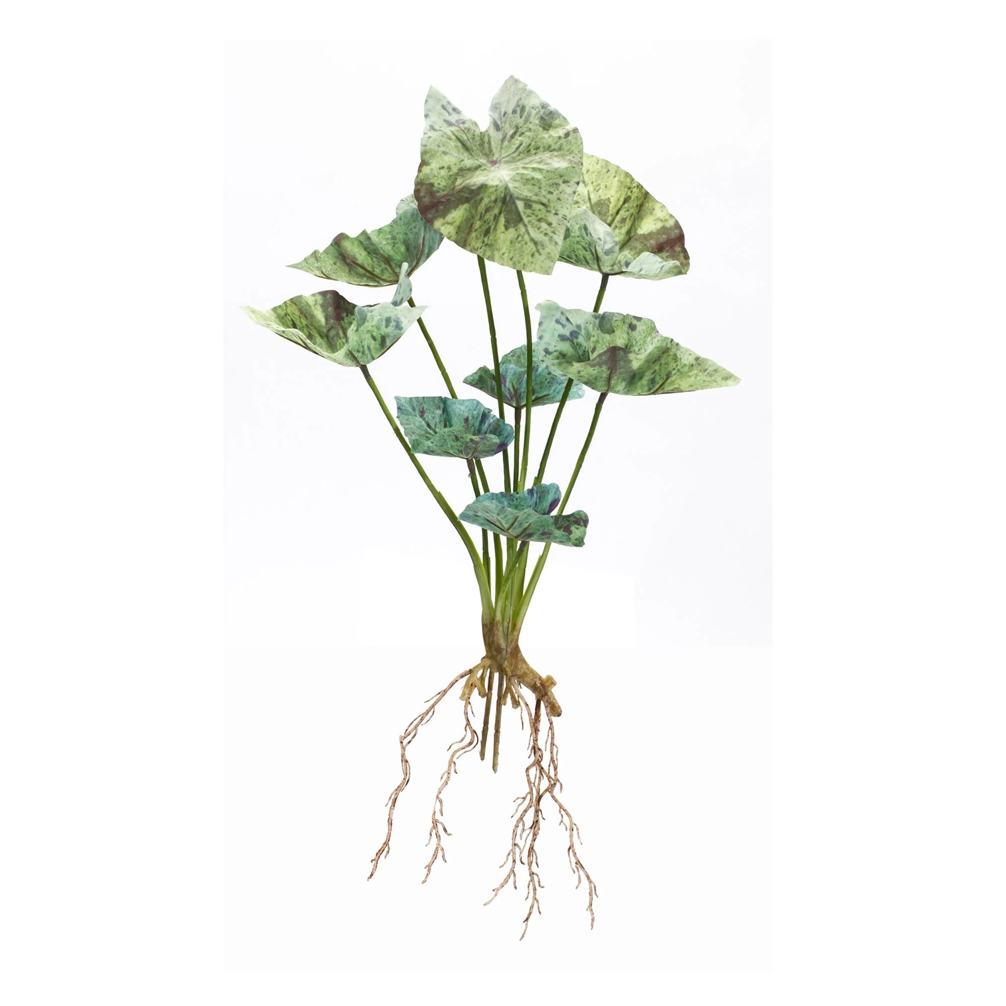 Varigated Caladium Foliage Bush (Set of 6) - Image 3