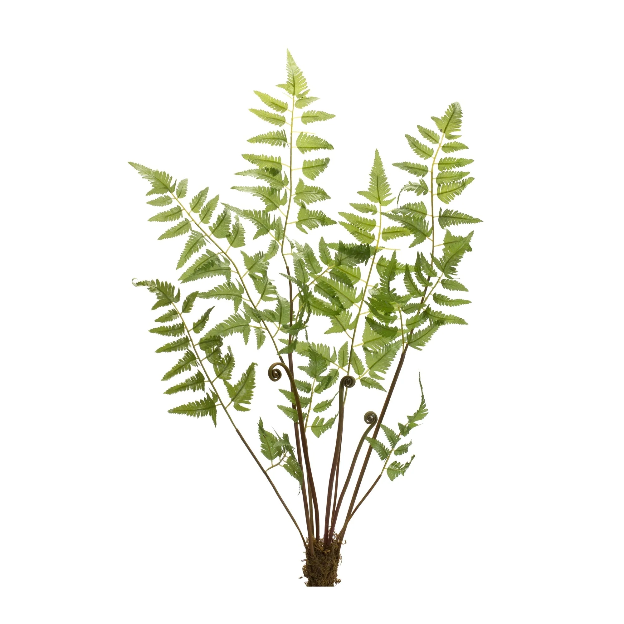 Varigated Fern Bundle with Sprout Accents (Set of 6) - Image 2