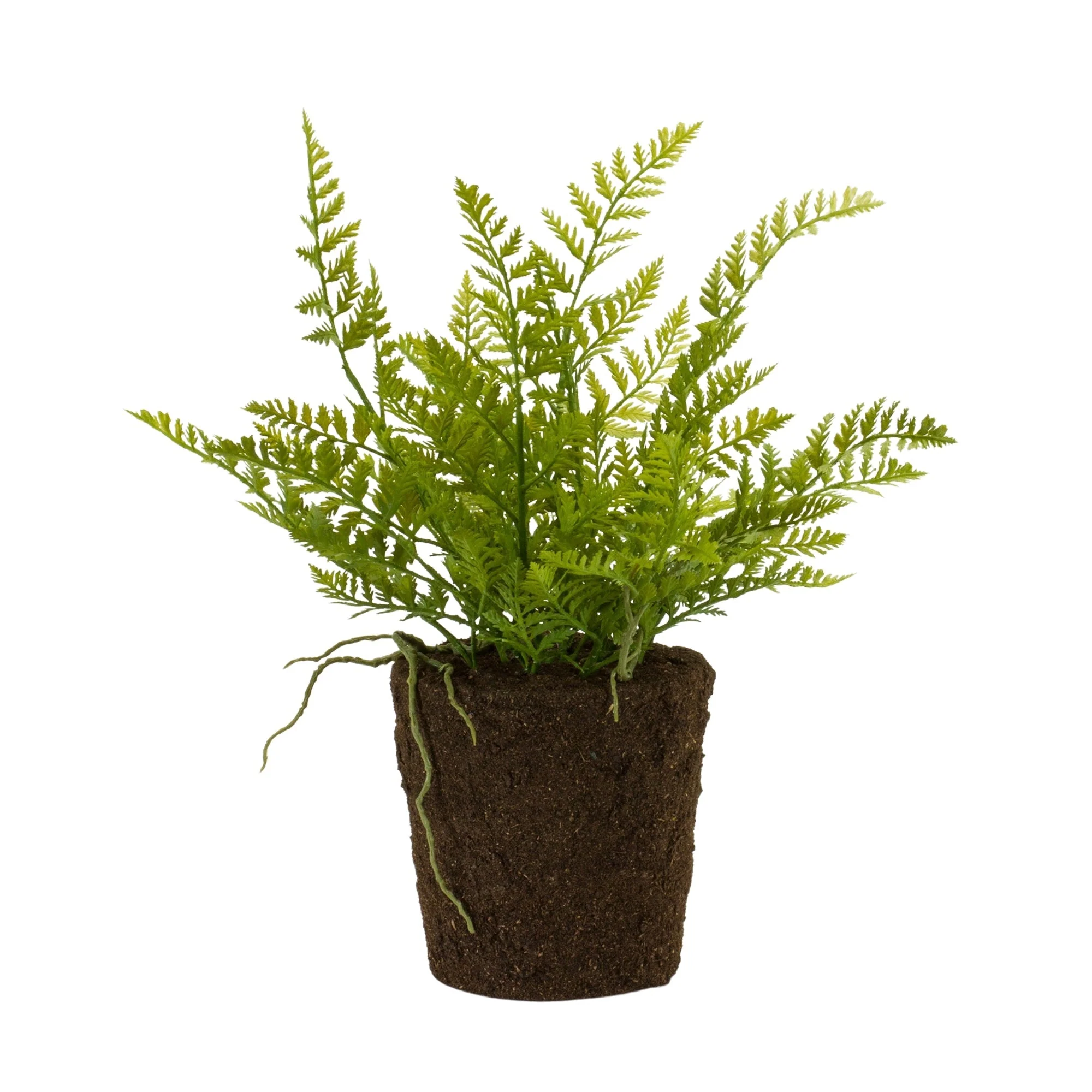 Varigated fern bush with rooted base (set of 2) - Image 2