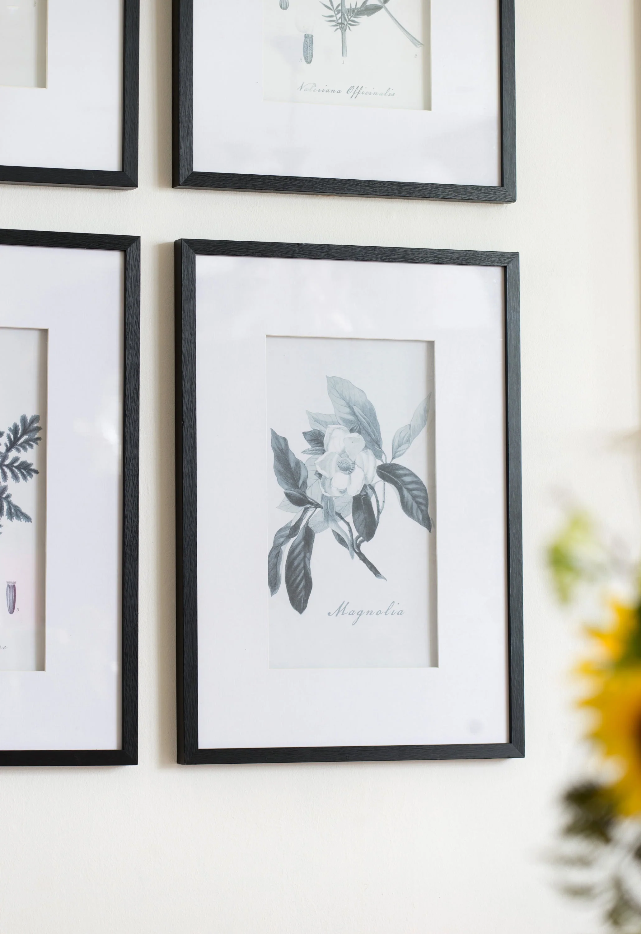 Verdura Botanica: Four-Print Houseplant Pencil Art Set - Image 12