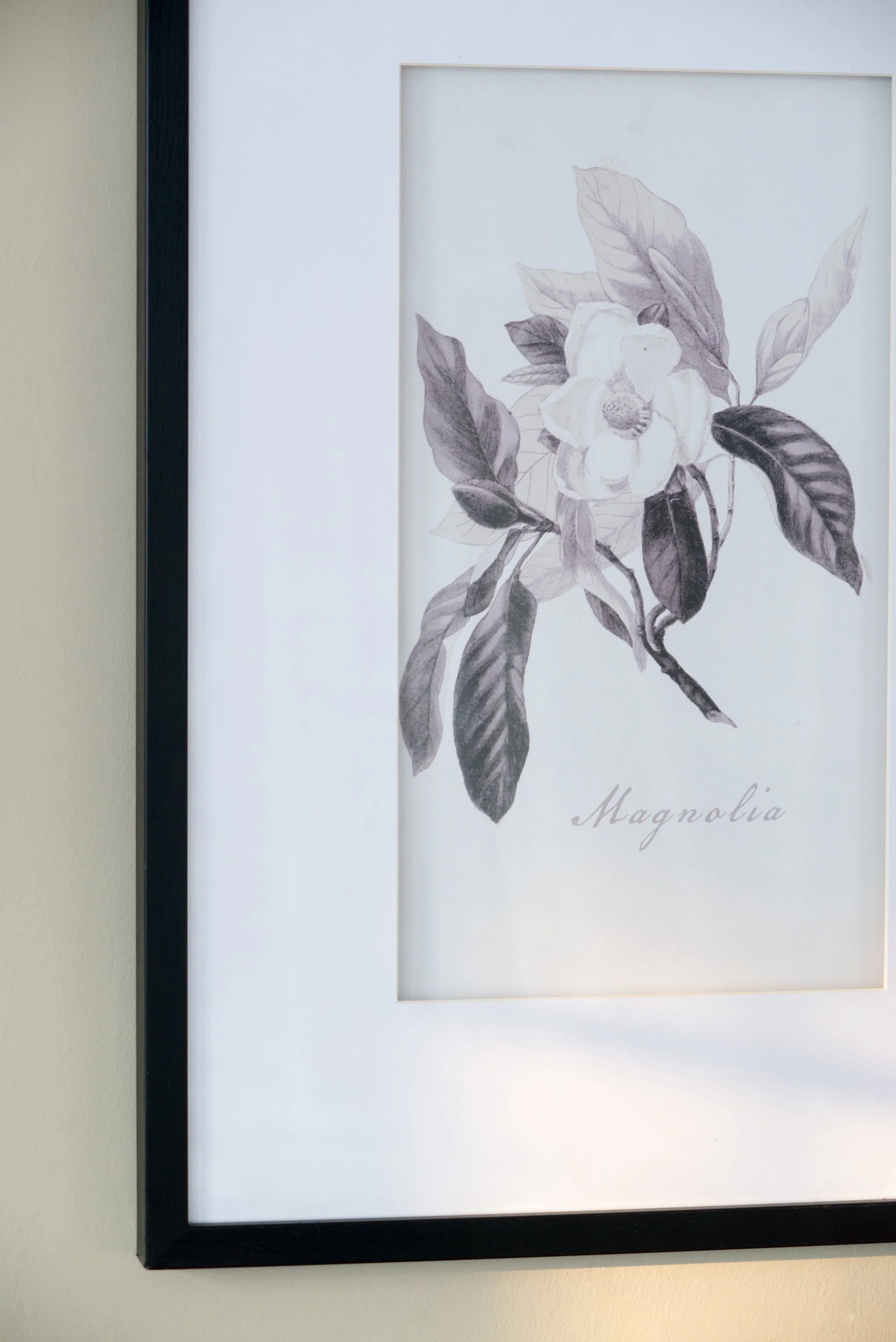 Verdura Botanica: Four-Print Houseplant Pencil Art Set - Image 13