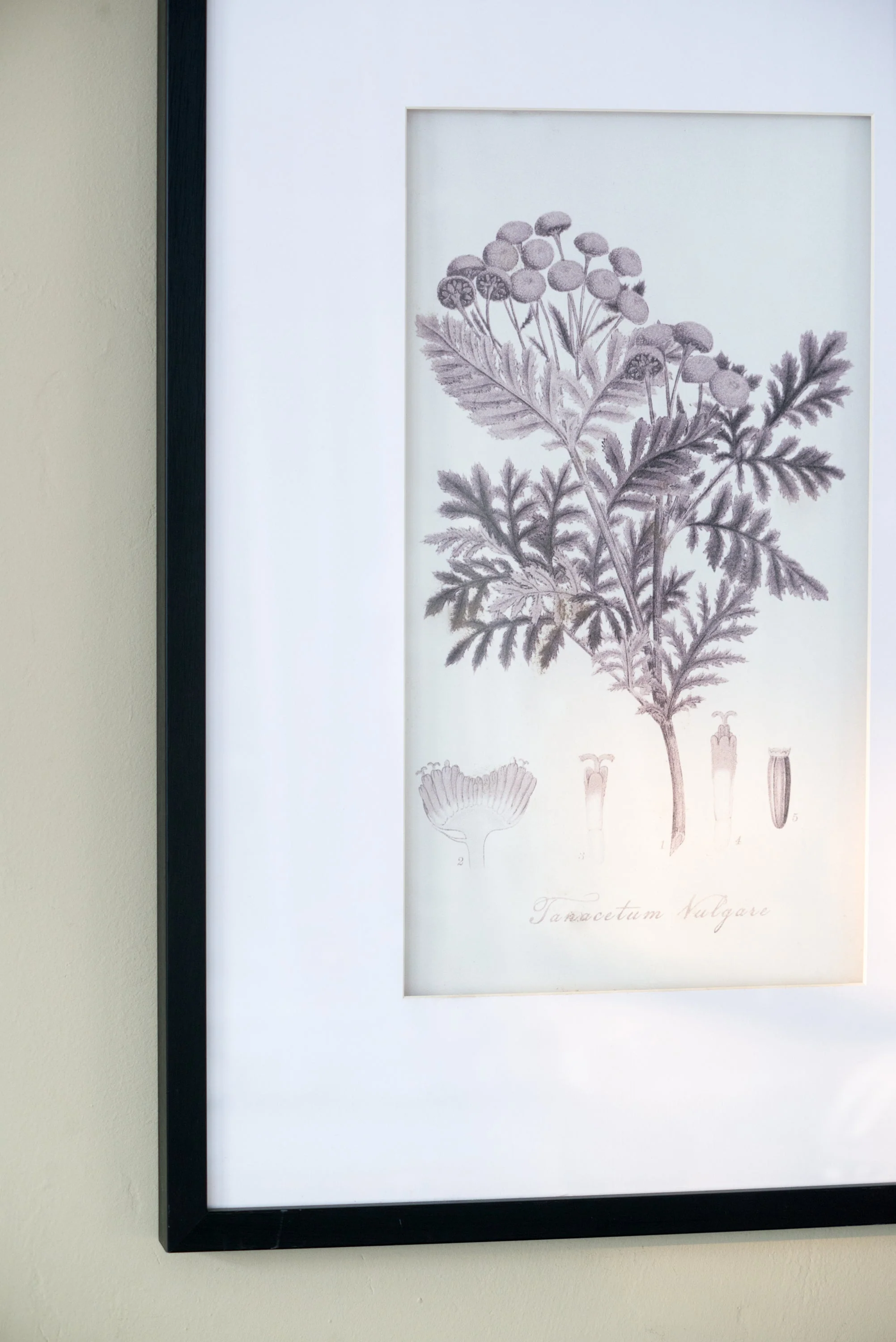 Verdura Botanica: Four-Print Houseplant Pencil Art Set - Image 14