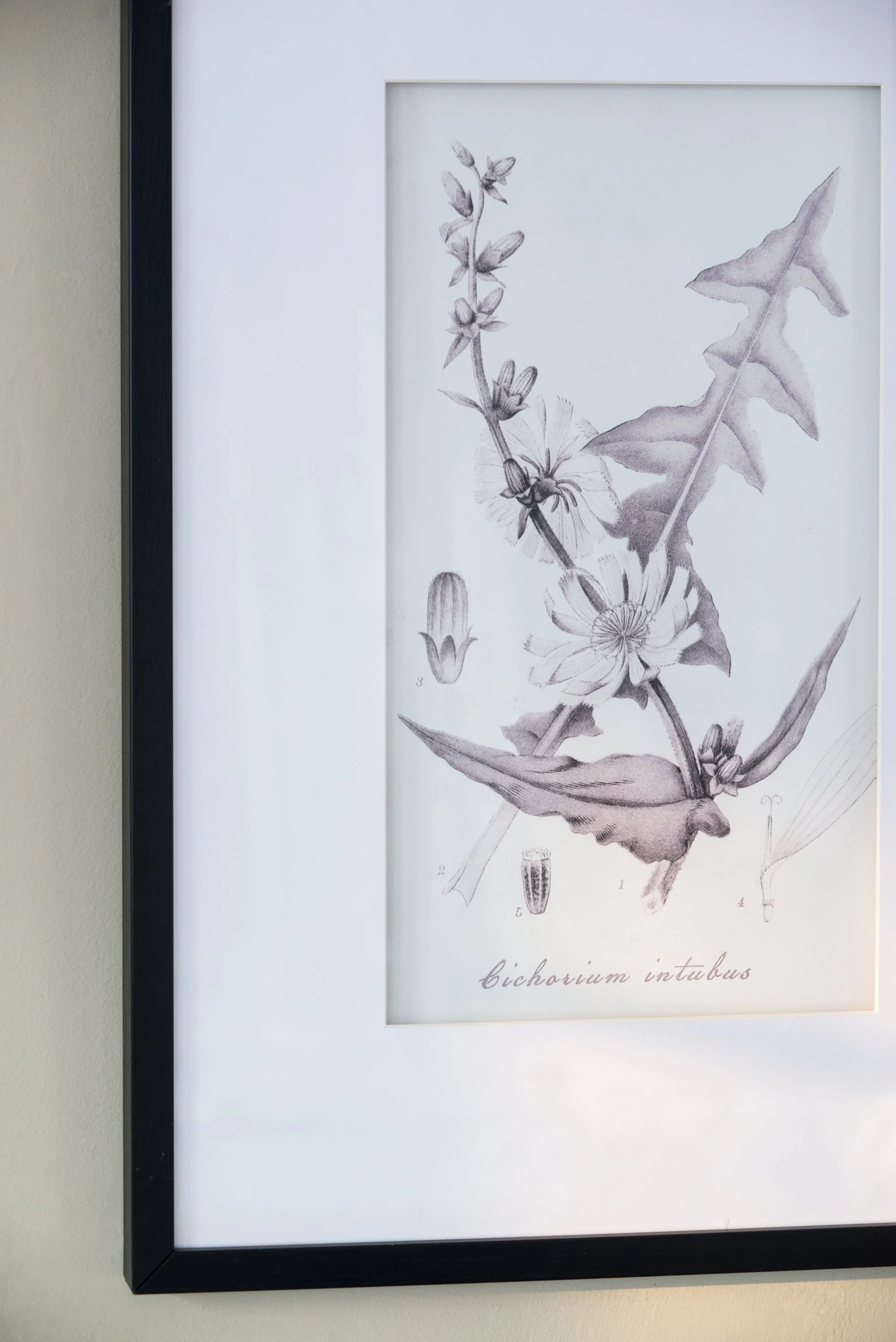 Verdura Botanica: Four-Print Houseplant Pencil Art Set - Image 15