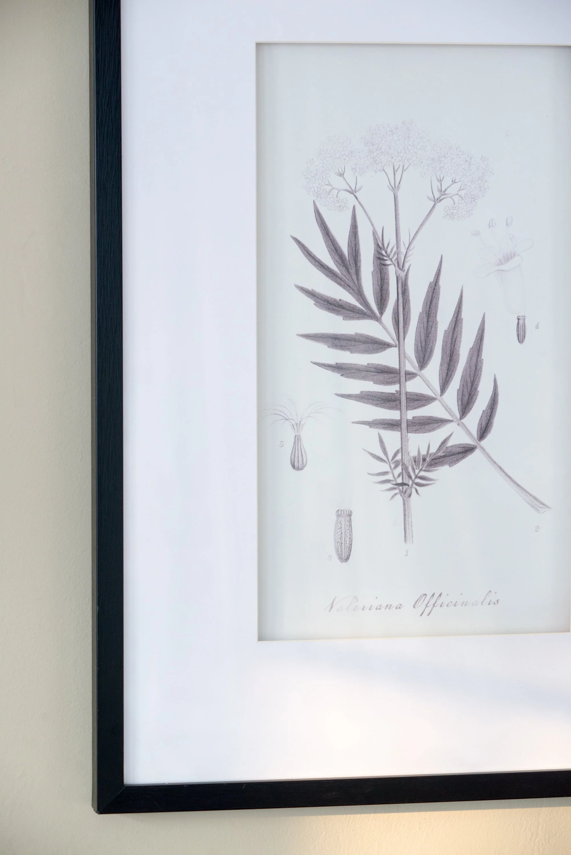 Verdura Botanica: Four-Print Houseplant Pencil Art Set - Image 16