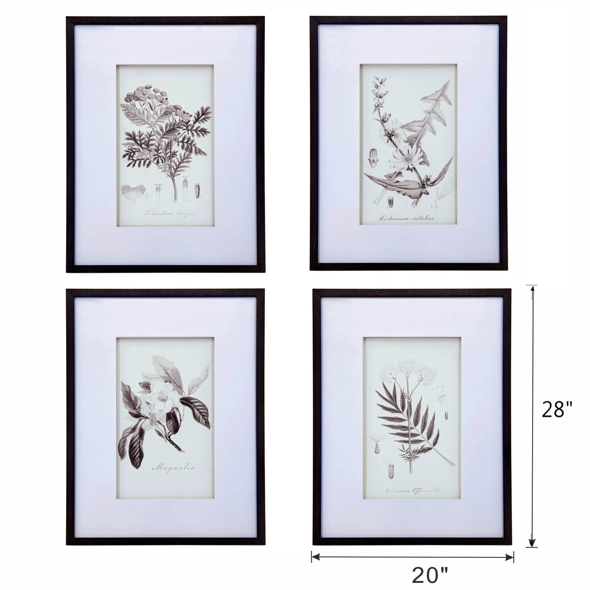 Verdura Botanica: Four-Print Houseplant Pencil Art Set - Image 17