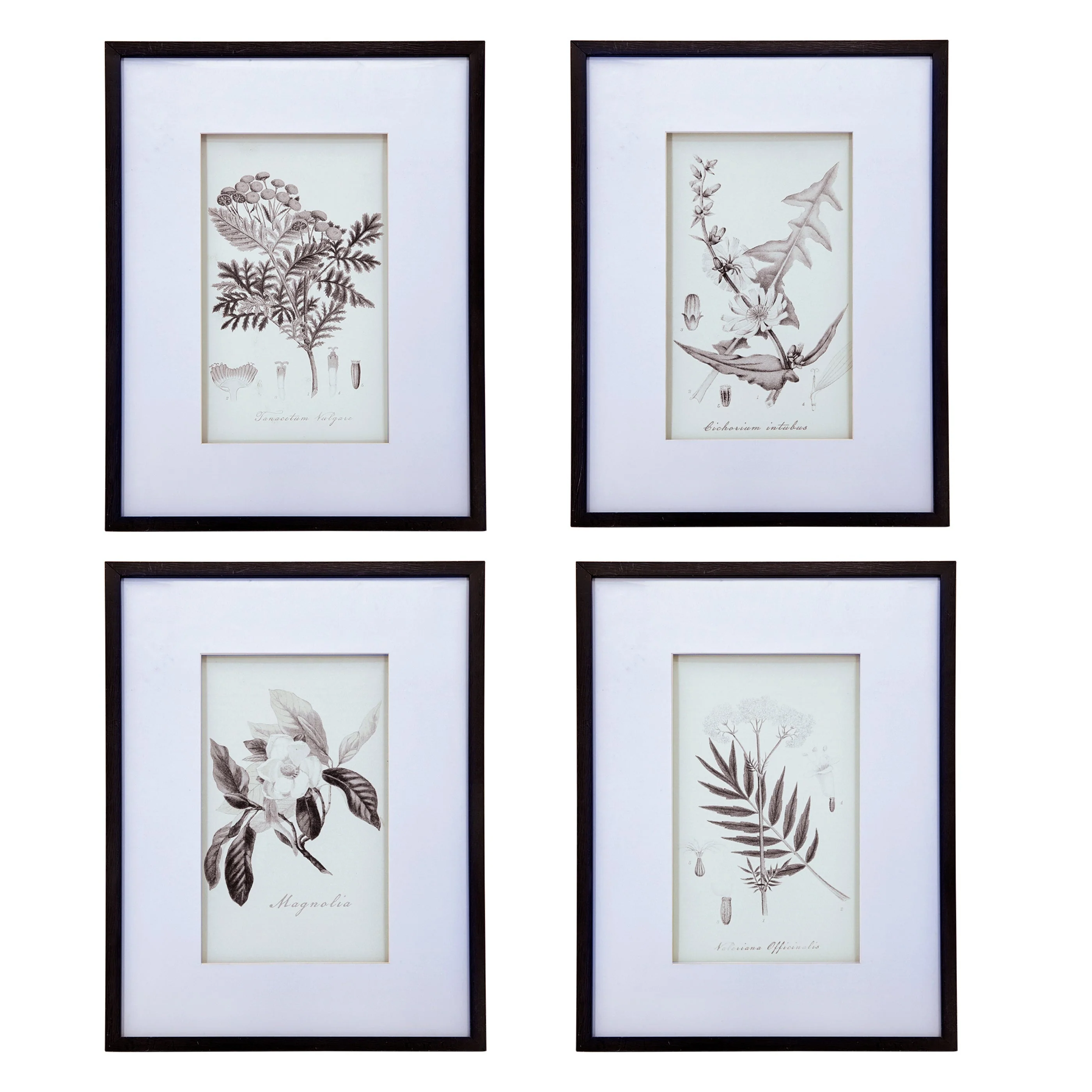Verdura Botanica: Four-Print Houseplant Pencil Art Set - Image 2