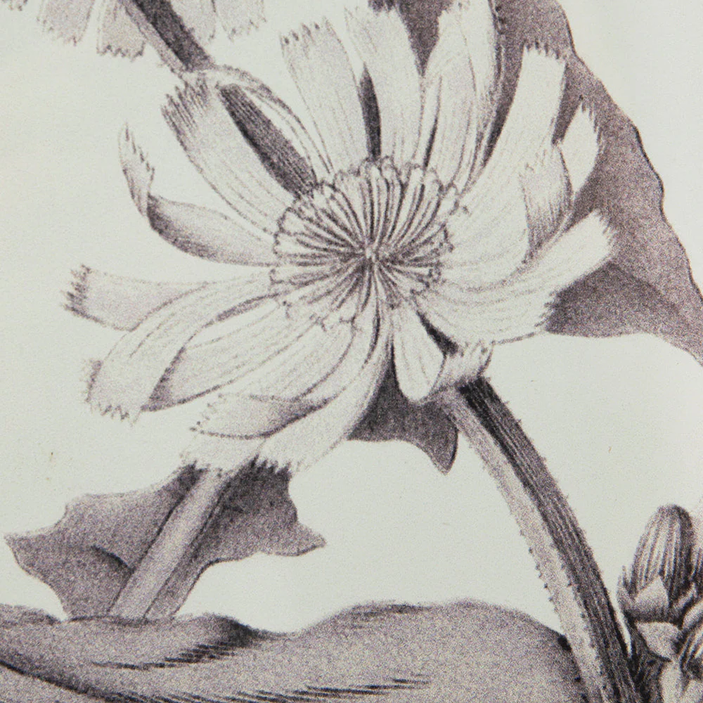 Verdura Botanica: Four-Print Houseplant Pencil Art Set - Image 24