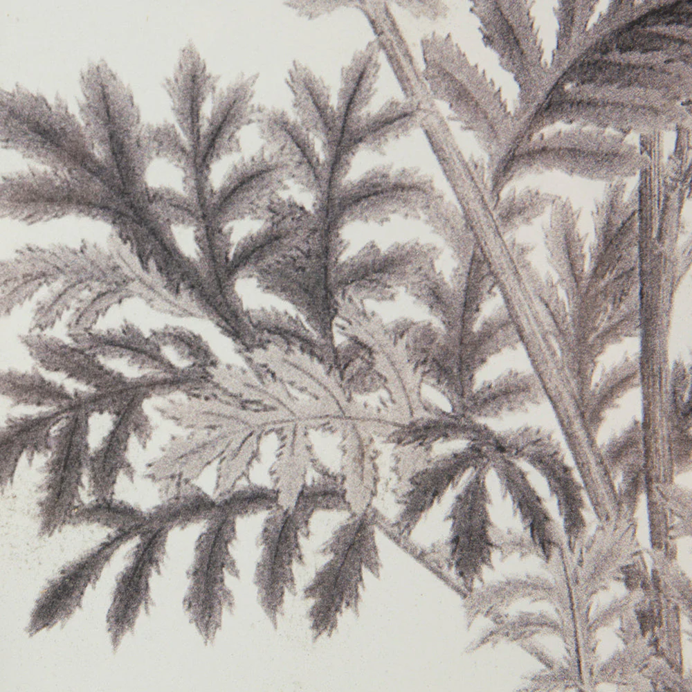 Verdura Botanica: Four-Print Houseplant Pencil Art Set - Image 25